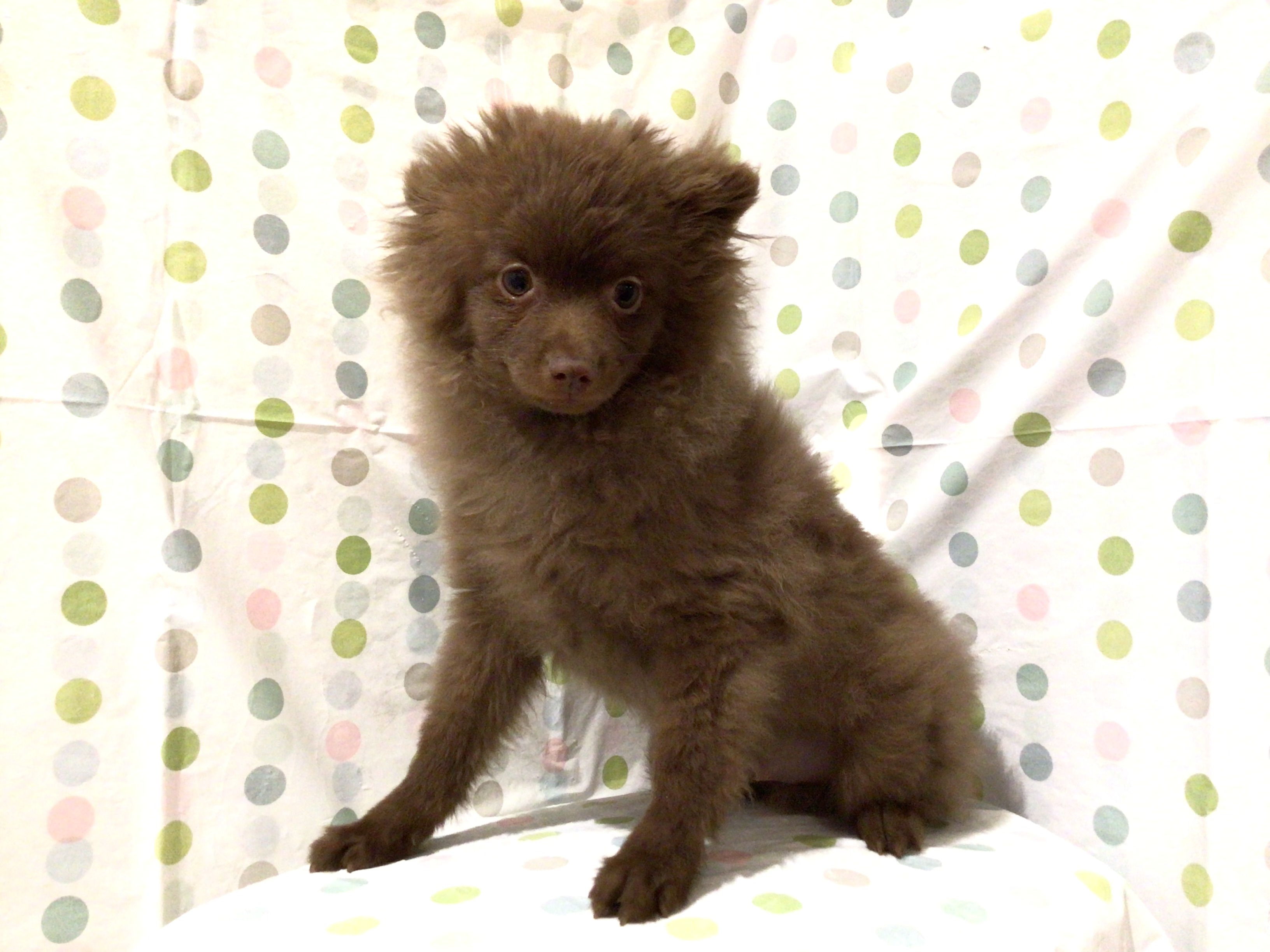 茨城県のポメラニアン (ペッツワン高萩店/2025年9月25日生まれ/男の子/チョコレート)の子犬の3枚目の画像