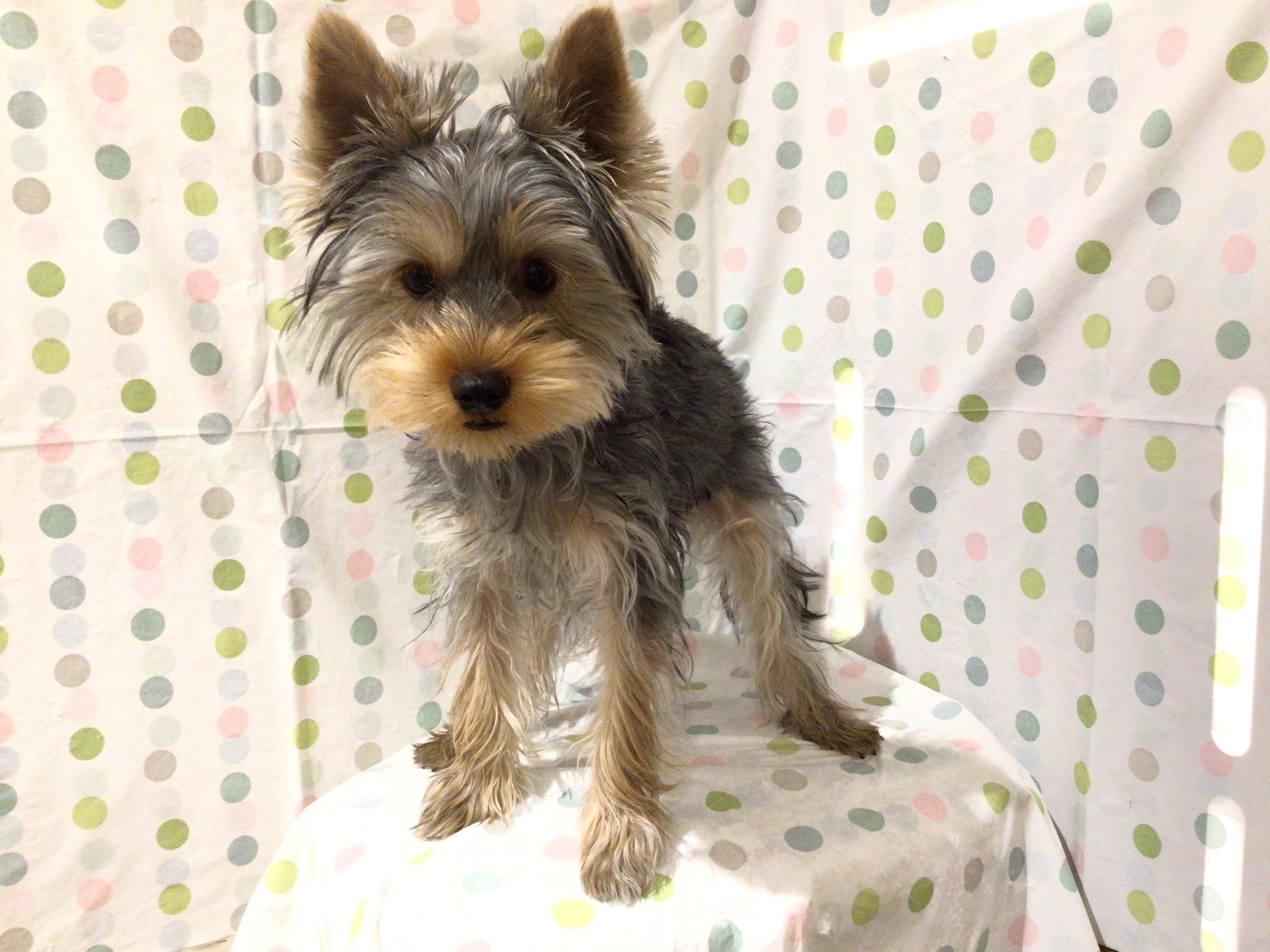 茨城県のヨークシャーテリア (ペッツワン高萩店/2025年9月1日生まれ/男の子/スチールブルータン)の子犬の3枚目の画像