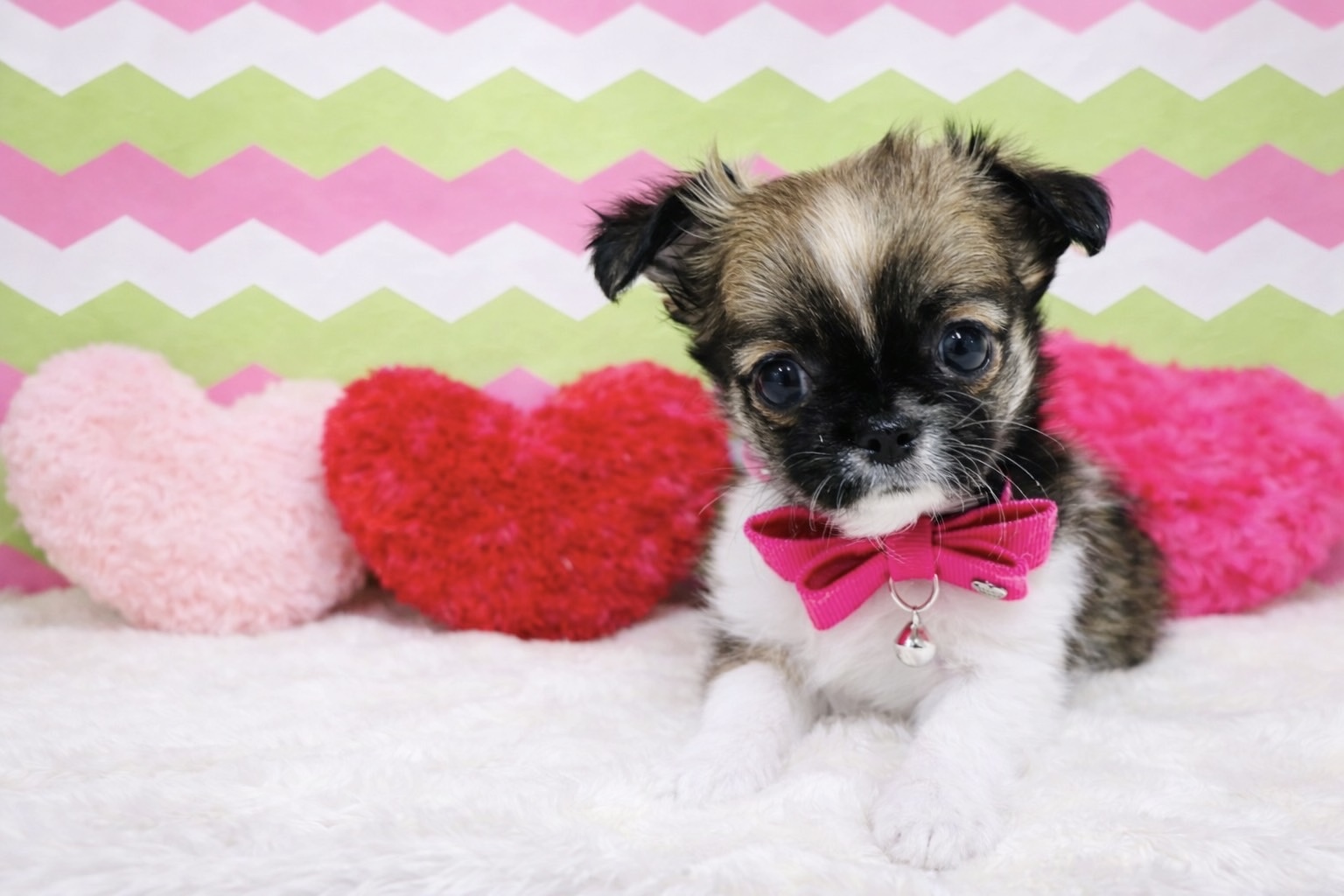 兵庫県のチワワ(ロング) (ペッツワン神戸深江浜店/2026年1月1日生まれ/女の子/フォーンホワイト)の子犬の1枚目の画像