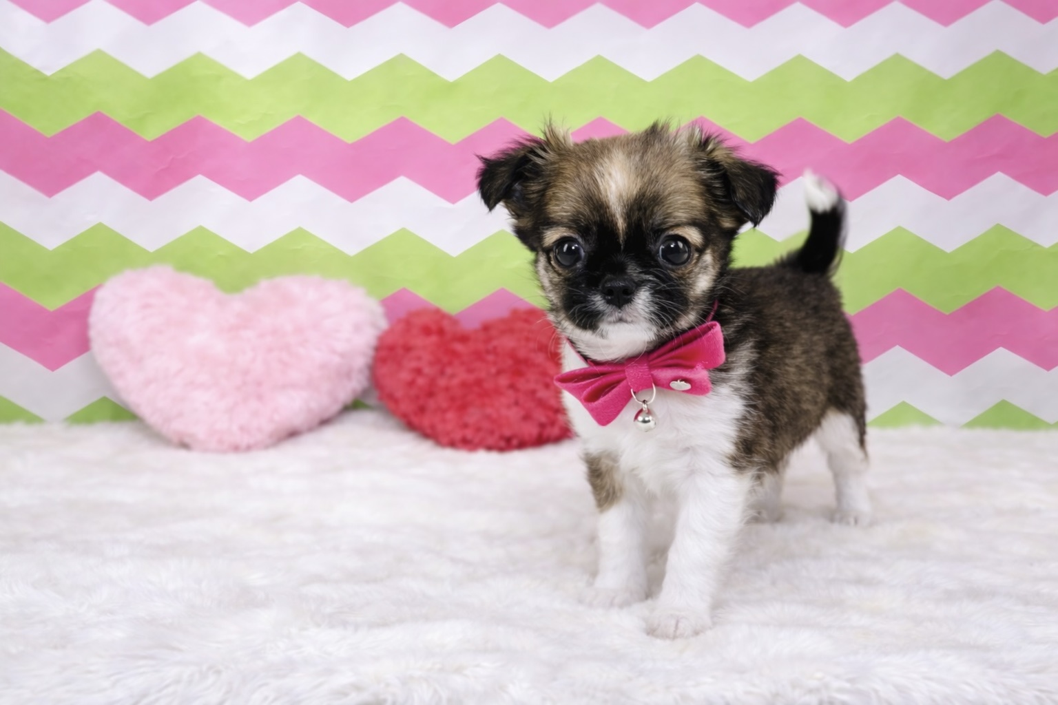 兵庫県のチワワ(ロング) (ペッツワン神戸深江浜店/2026年1月1日生まれ/女の子/フォーンホワイト)の子犬の2枚目の画像