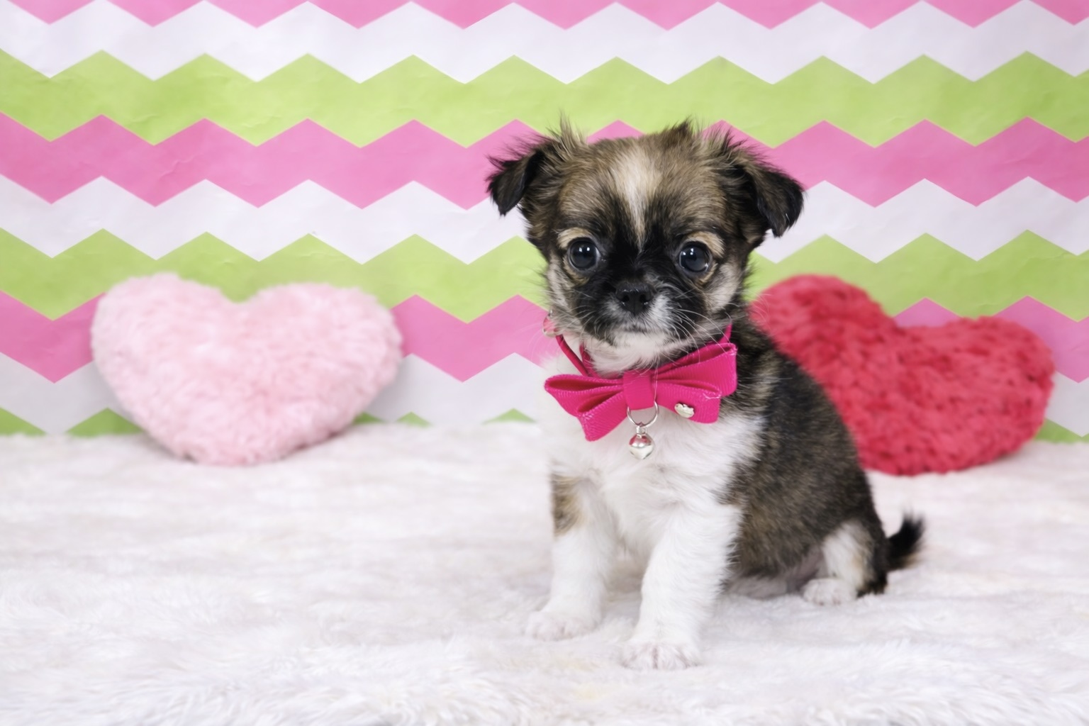 兵庫県のチワワ(ロング) (ペッツワン神戸深江浜店/2026年1月1日生まれ/女の子/フォーンホワイト)の子犬の3枚目の画像