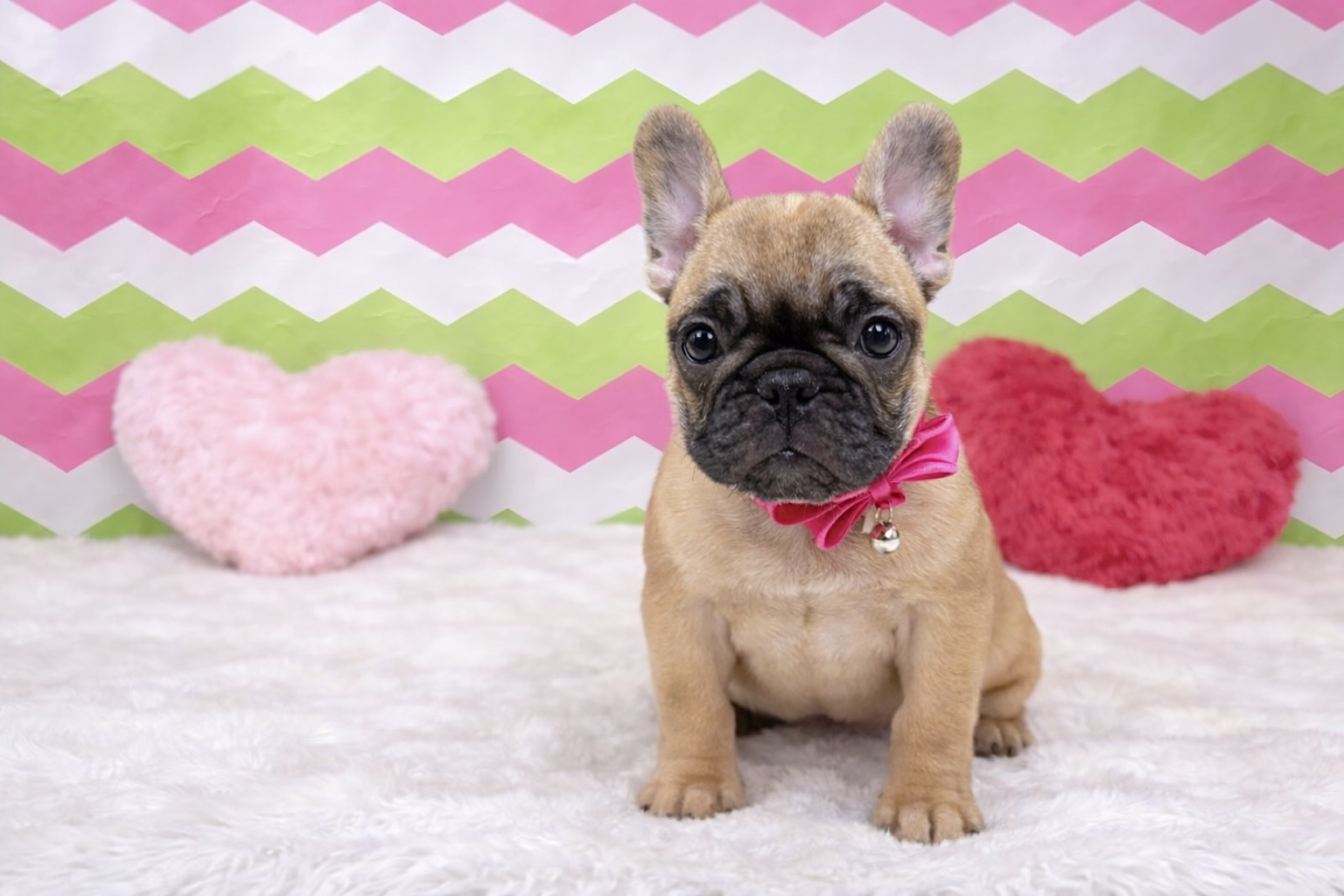 兵庫県のフレンチブルドッグ (ペッツワン神戸深江浜店/2025年12月27日生まれ/女の子/フォーン)の子犬の1枚目の画像