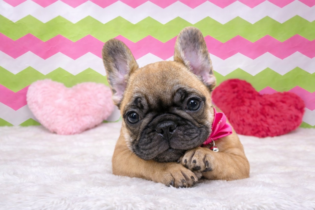 兵庫県のフレンチブルドッグ (ペッツワン神戸深江浜店/2025年12月27日生まれ/女の子/フォーン)の子犬の2枚目の画像