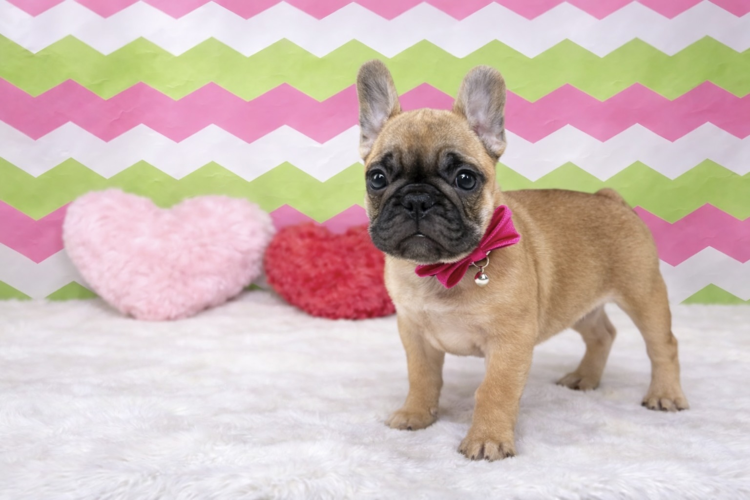 兵庫県のフレンチブルドッグ (ペッツワン神戸深江浜店/2025年12月27日生まれ/女の子/フォーン)の子犬の3枚目の画像