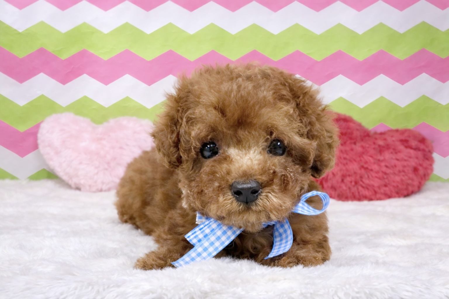 兵庫県のトイプードル(トイ) (ペッツワン神戸深江浜店/2025年12月12日生まれ/男の子/レッドフォーン)の子犬の3枚目の画像