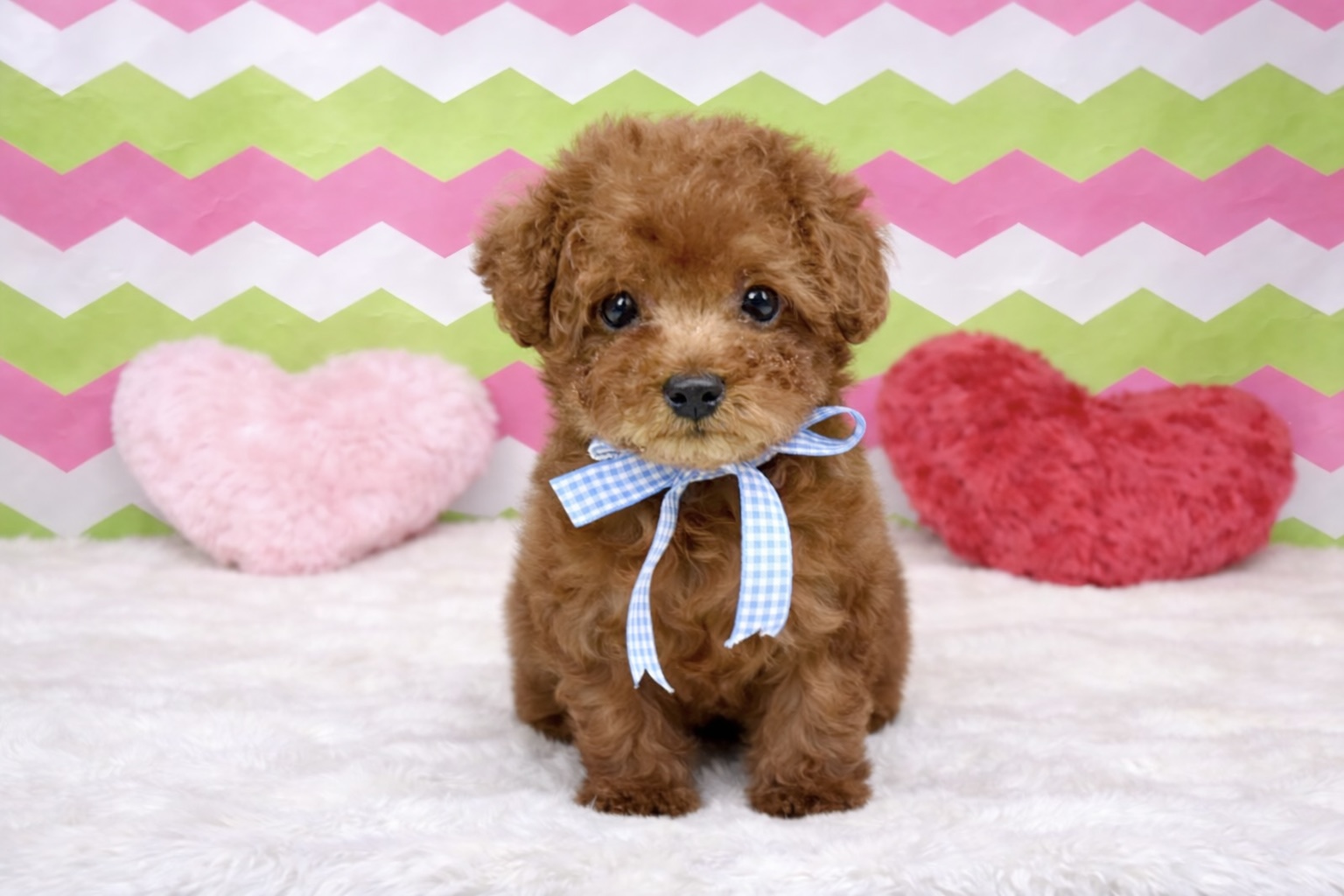 兵庫県のトイプードル(トイ) (ペッツワン神戸深江浜店/2025年12月12日生まれ/男の子/レッドフォーン)の子犬の1枚目の画像