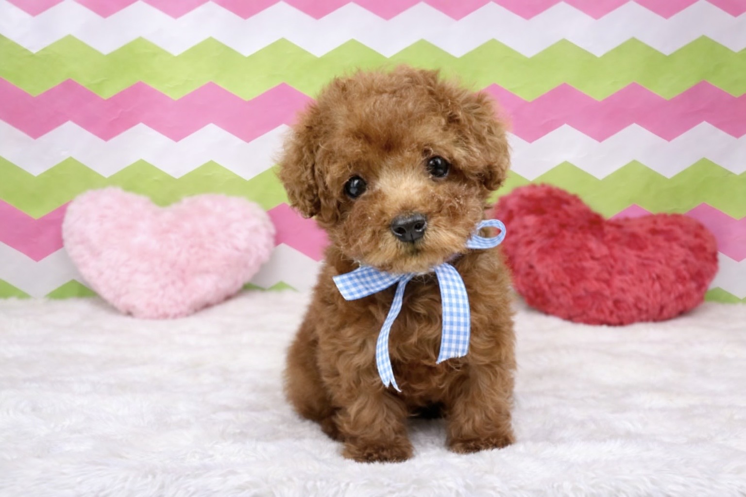 兵庫県のトイプードル(トイ) (ペッツワン神戸深江浜店/2025年12月12日生まれ/男の子/レッドフォーン)の子犬の2枚目の画像