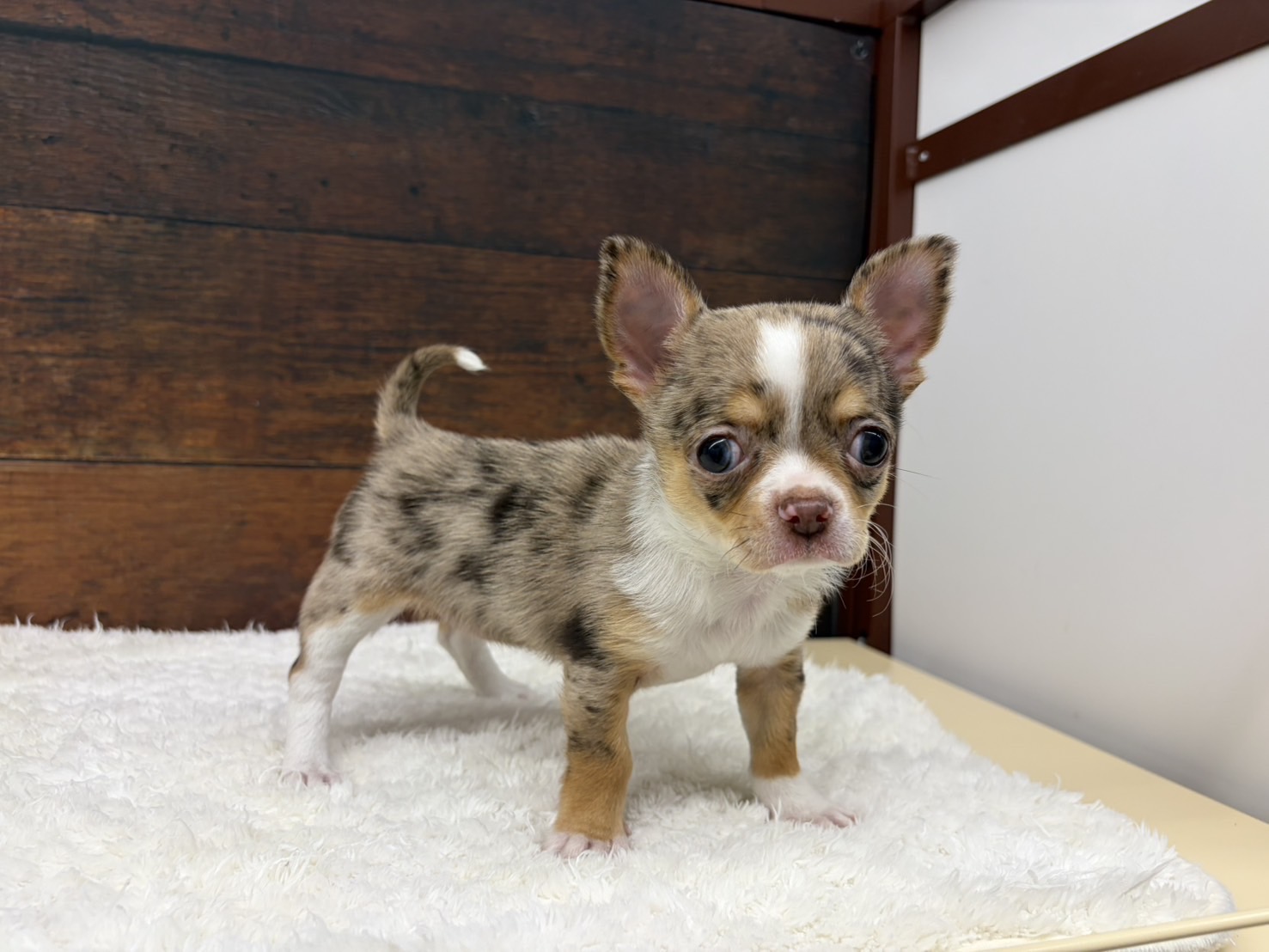 愛知県のチワワ(ロング) (ペッツワン名古屋大高インター店/2025年12月25日生まれ/女の子/チョコレートマール)の子犬