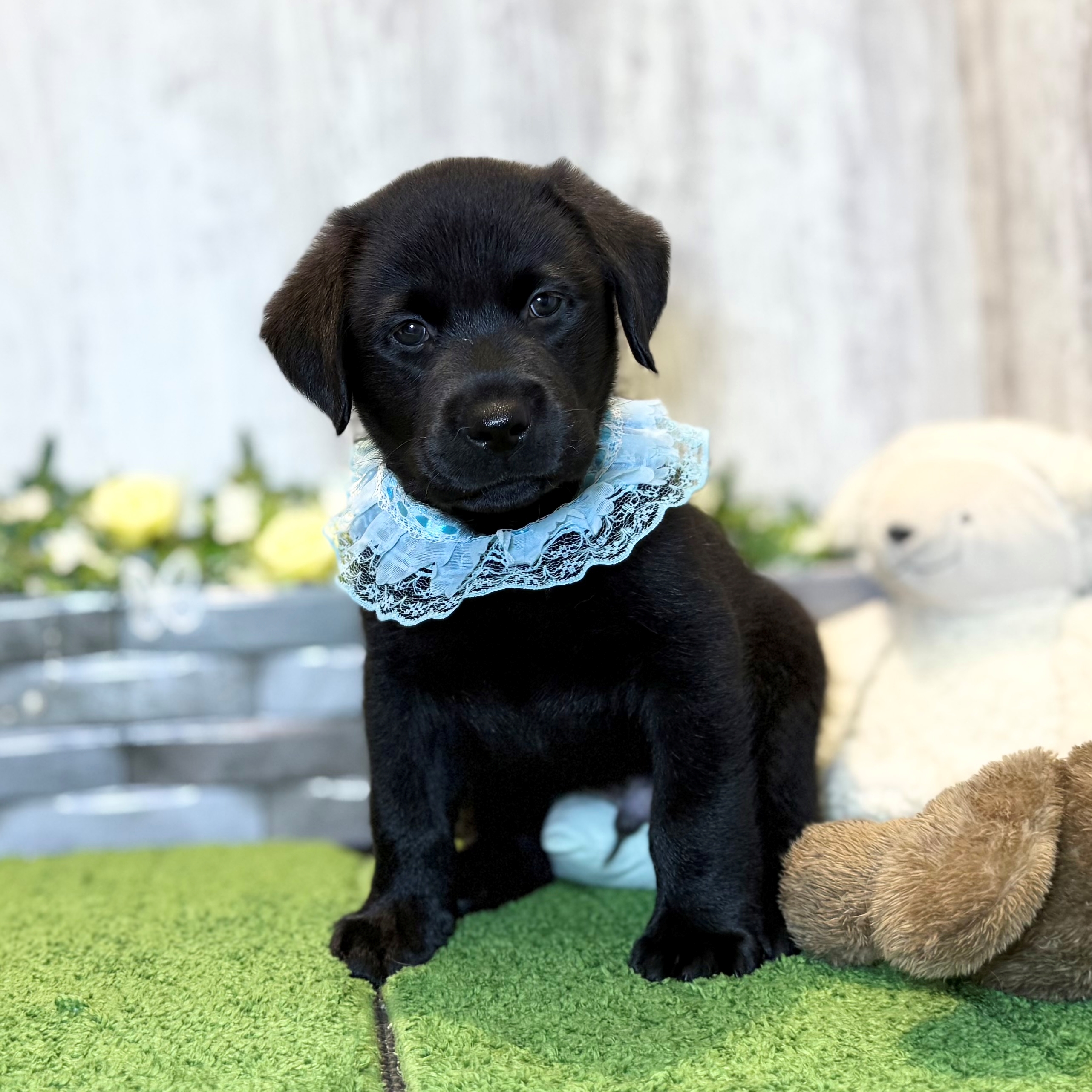 兵庫県のラブラドールレトリーバー (ペッツワン姫路大津店/2026年1月1日生まれ/男の子/ブラック)の子犬の2枚目の画像