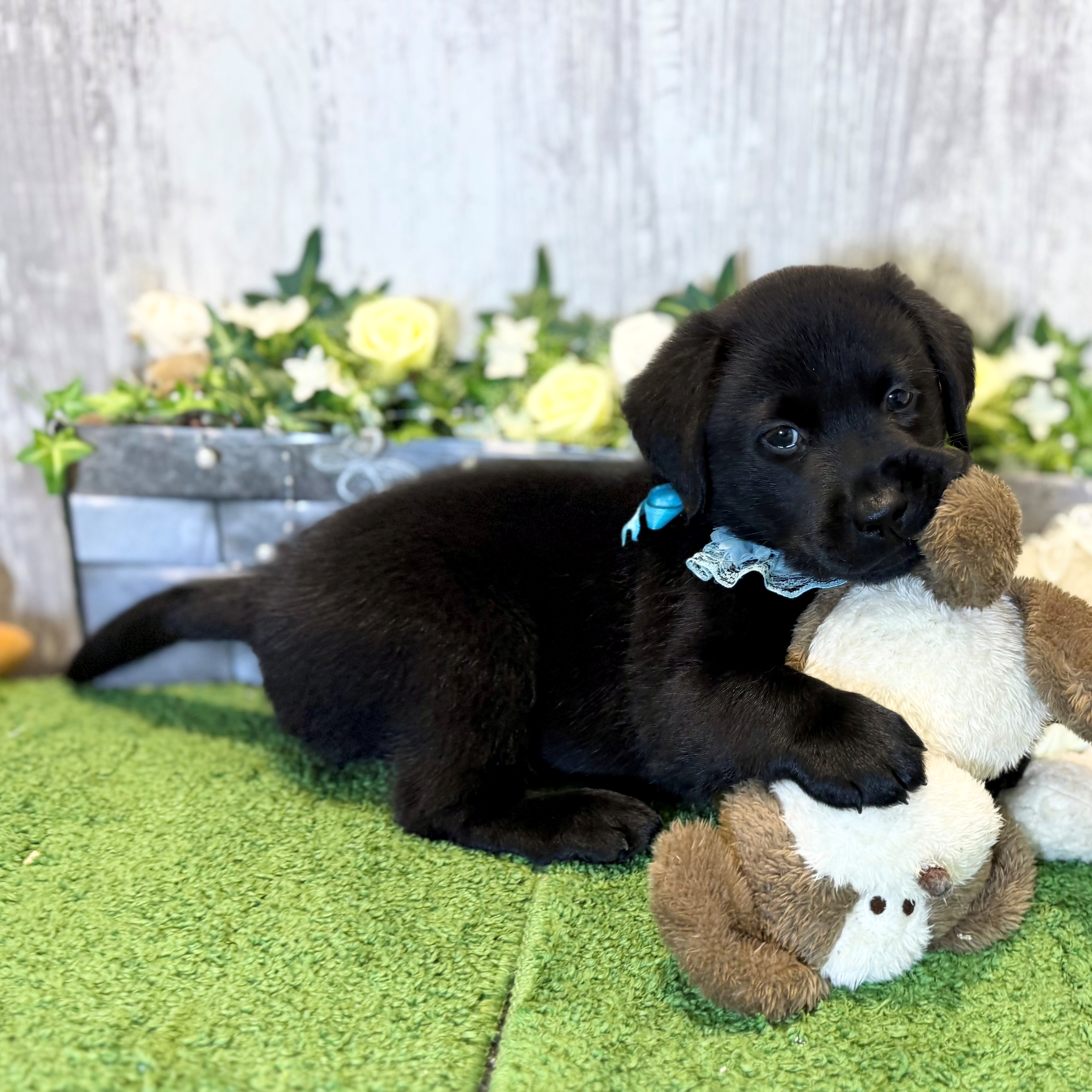 兵庫県のラブラドールレトリーバー (ペッツワン姫路大津店/2026年1月1日生まれ/男の子/ブラック)の子犬の3枚目の画像
