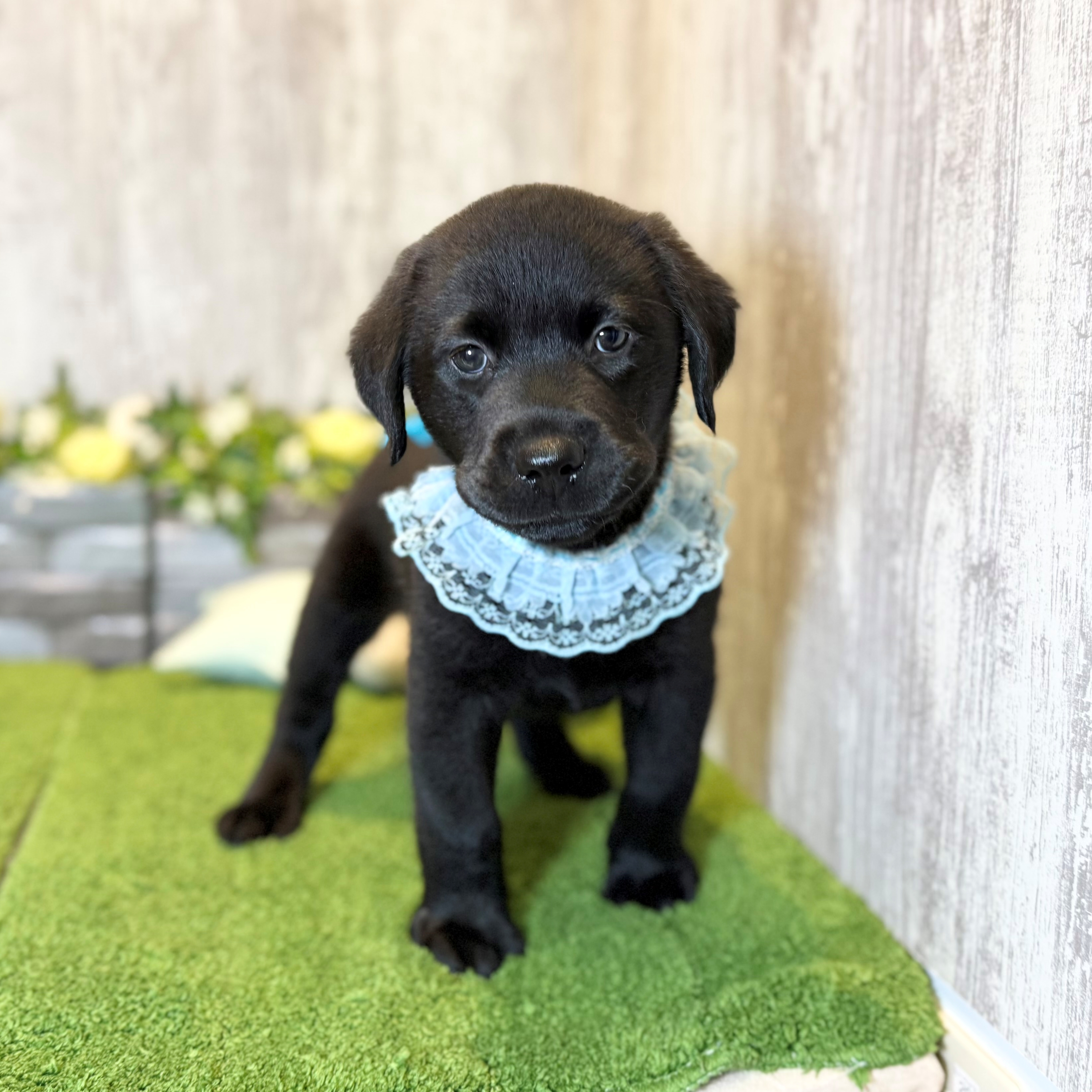 兵庫県のラブラドールレトリーバー (ペッツワン姫路大津店/2026年1月1日生まれ/男の子/ブラック)の子犬の1枚目の画像
