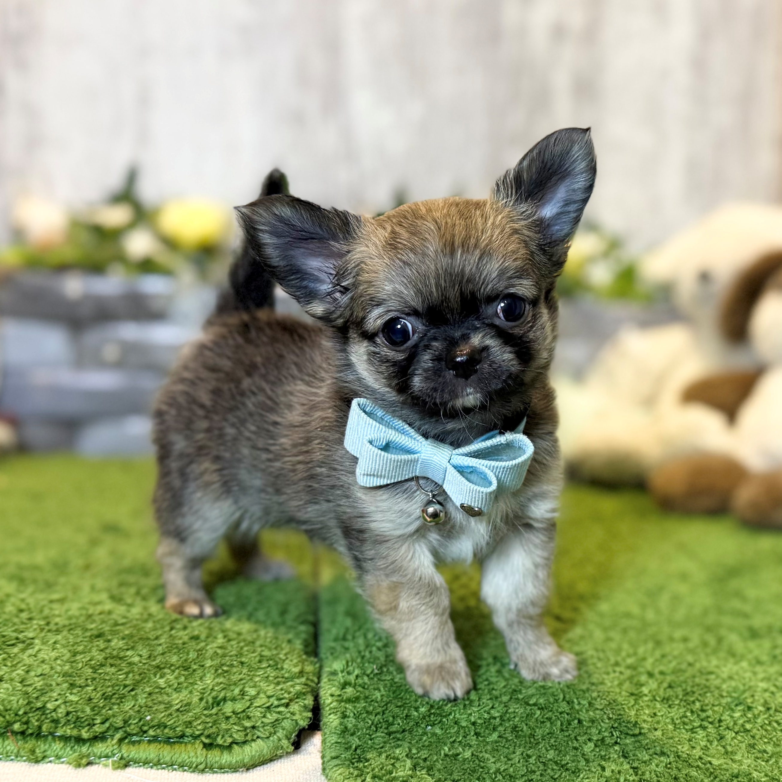 兵庫県のチワワ(ロング) (ペッツワン姫路大津店/2026年1月1日生まれ/男の子/フォーンホワイト)の子犬の3枚目の画像