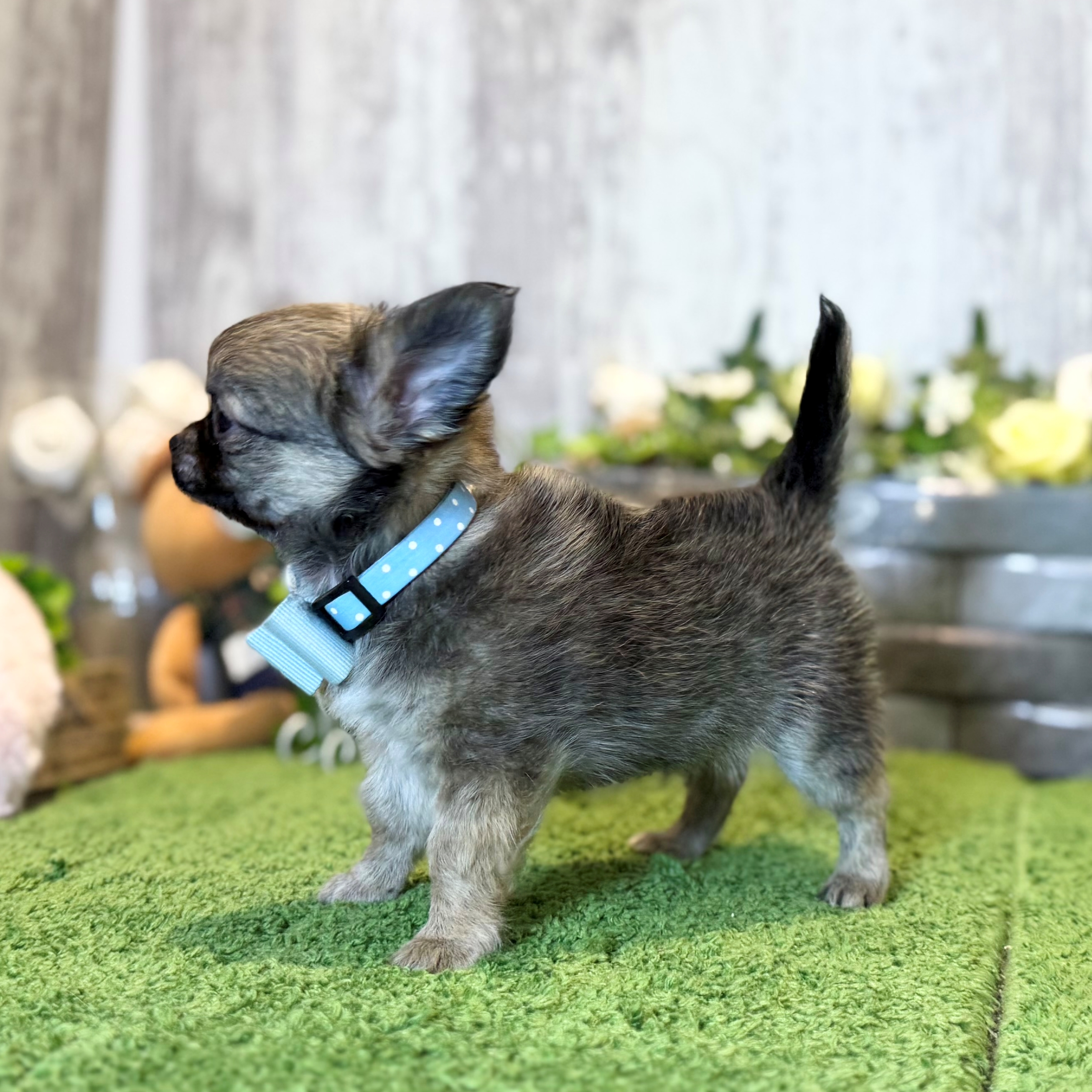 兵庫県のチワワ(ロング) (ペッツワン姫路大津店/2026年1月1日生まれ/男の子/フォーンホワイト)の子犬の2枚目の画像