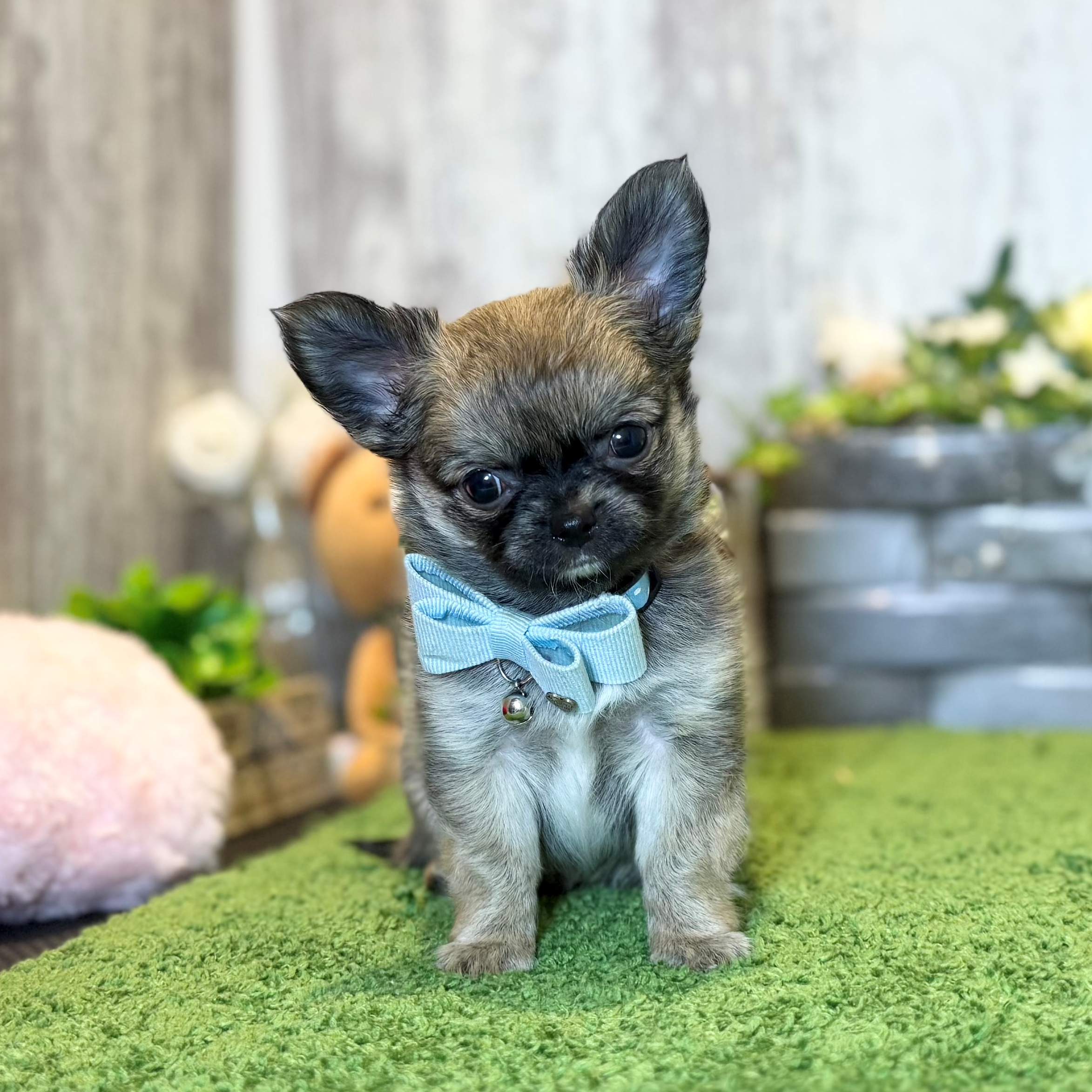 兵庫県のチワワ(ロング) (ペッツワン姫路大津店/2026年1月1日生まれ/男の子/フォーンホワイト)の子犬の1枚目の画像