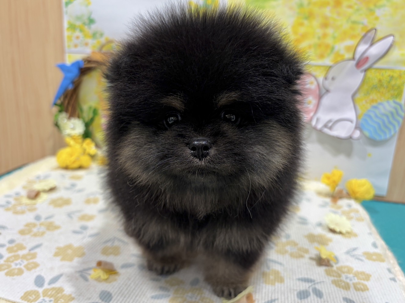 福島県のハーフ犬・ミックス犬 (ペッツワン会津若松店/2026年1月1日生まれ/男の子/ブラックタン)の子犬