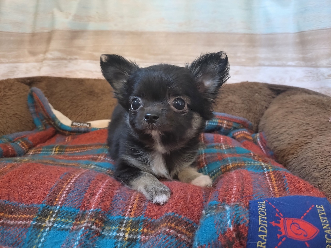 群馬県のチワワ(ロング) (ペッツワン青柳店/2025年12月22日生まれ/男の子/ブラックタン)の子犬の1枚目の画像