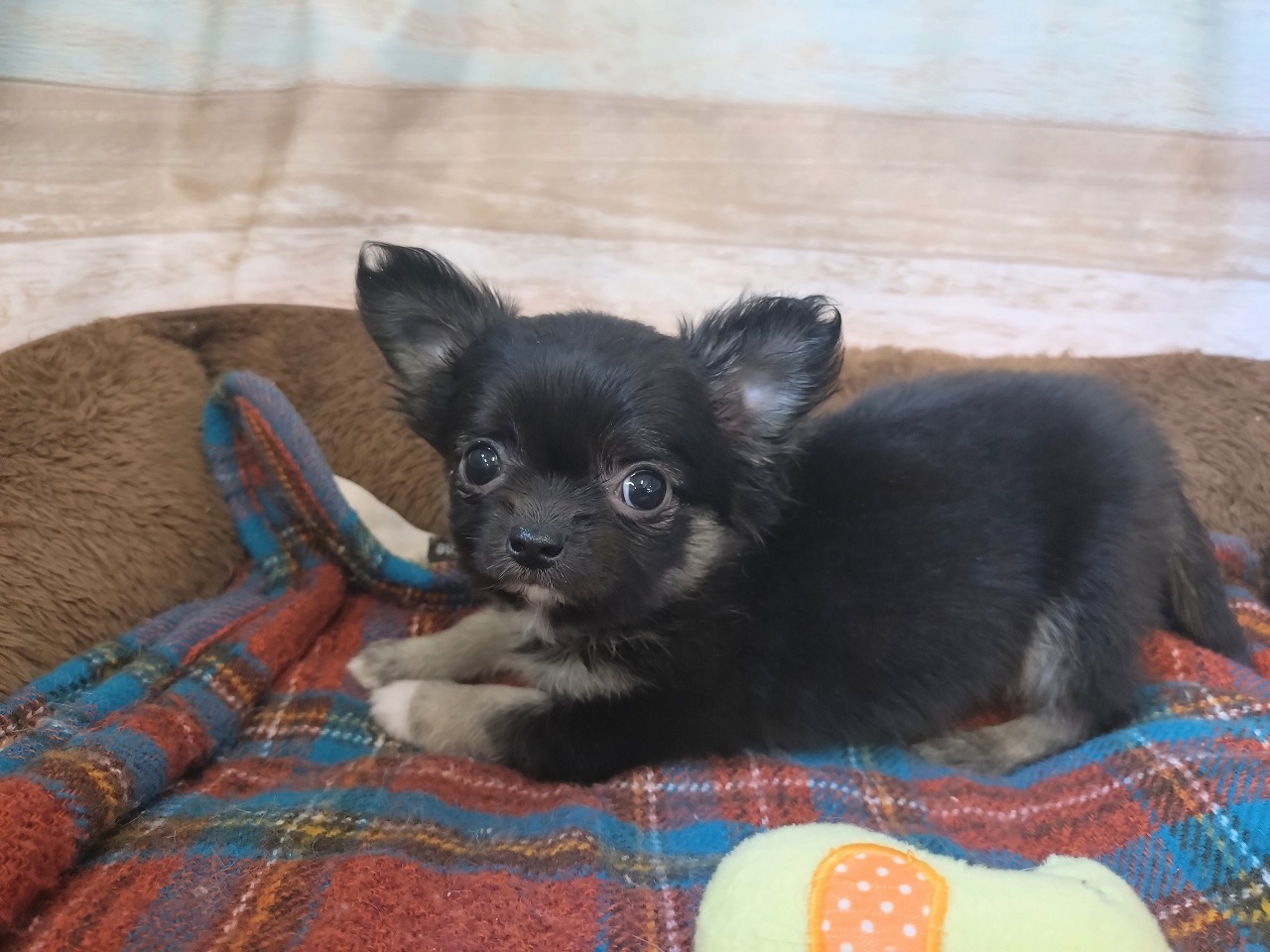 群馬県のチワワ(ロング) (ペッツワン青柳店/2025年12月22日生まれ/男の子/ブラックタン)の子犬の2枚目の画像