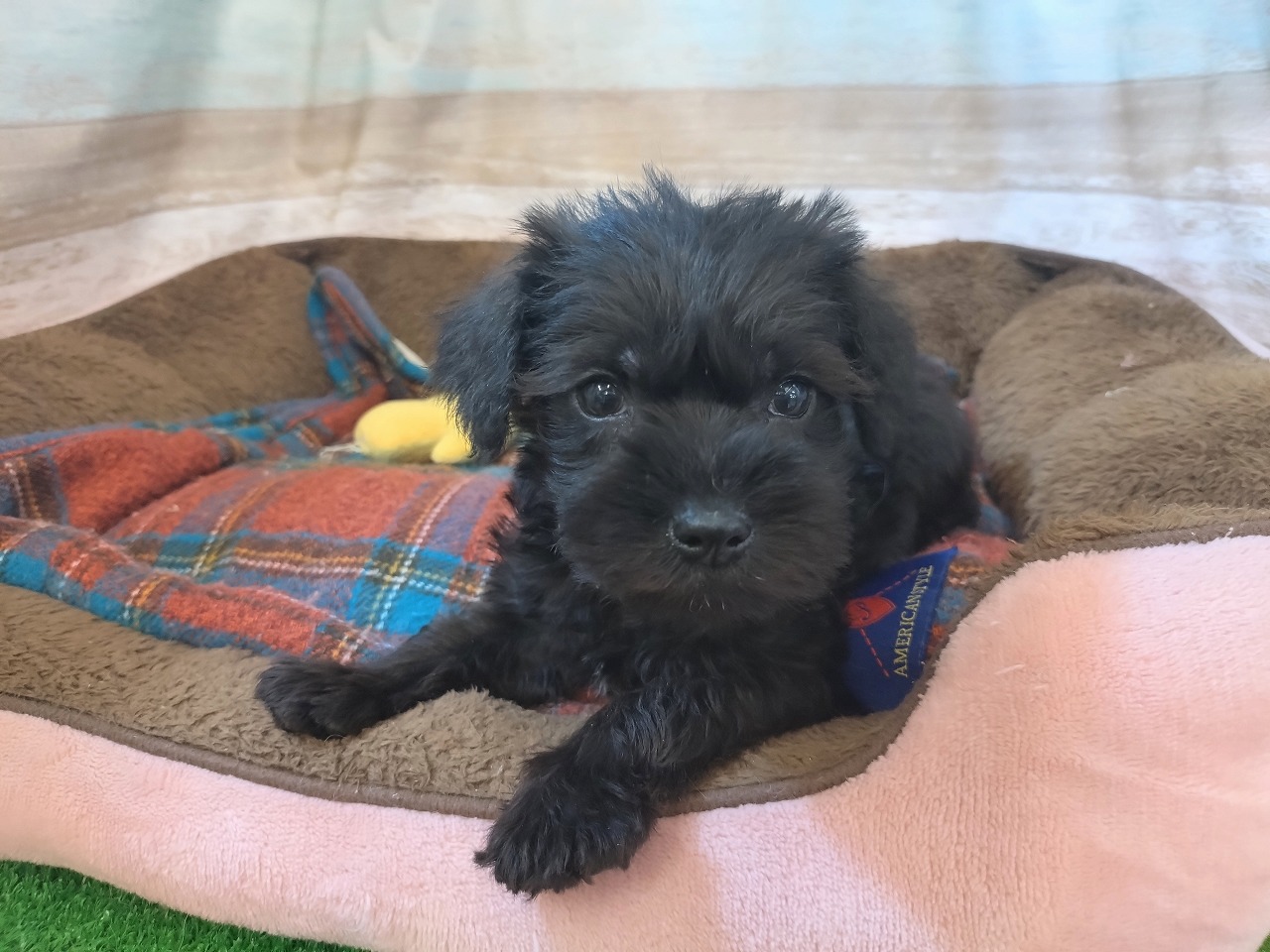 群馬県のミニチュアシュナウザー (ペッツワン青柳店/2025年12月23日生まれ/男の子/ブラック)の子犬の1枚目の画像