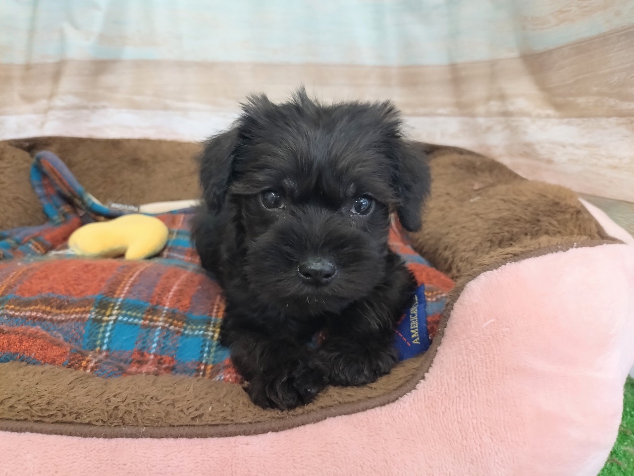 群馬県のミニチュアシュナウザー (ペッツワン青柳店/2025年12月23日生まれ/男の子/ブラック)の子犬の2枚目の画像