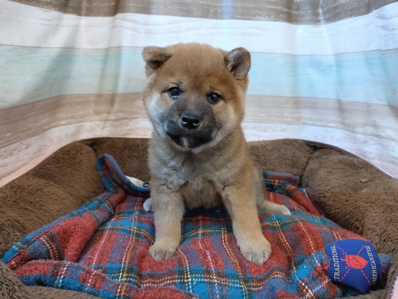 群馬県の柴犬(標準サイズ) (ペッツワン青柳店/2025年12月22日生まれ/男の子/赤)の子犬の1枚目の画像