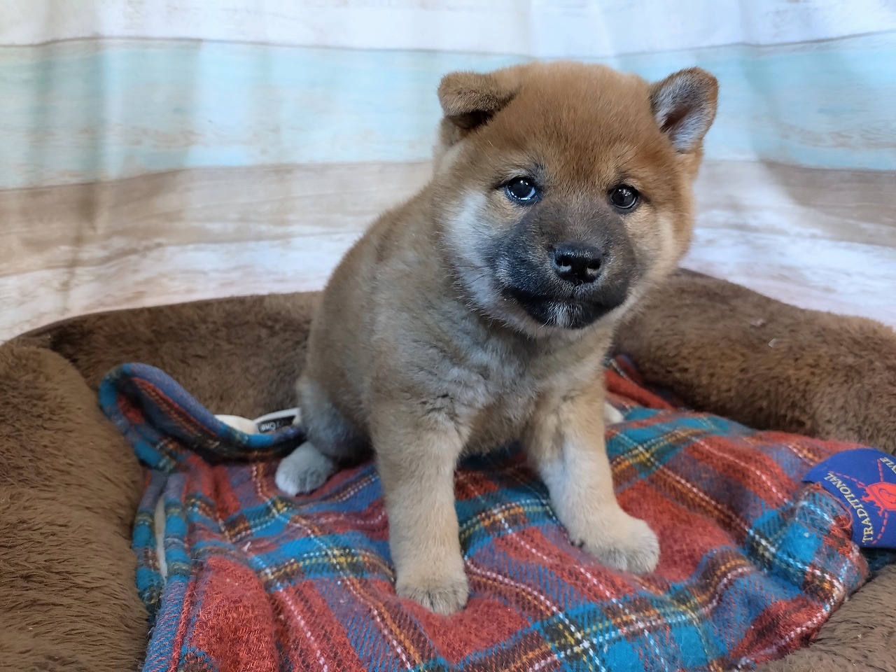 群馬県の柴犬(標準サイズ) (ペッツワン青柳店/2025年12月22日生まれ/男の子/赤)の子犬の2枚目の画像