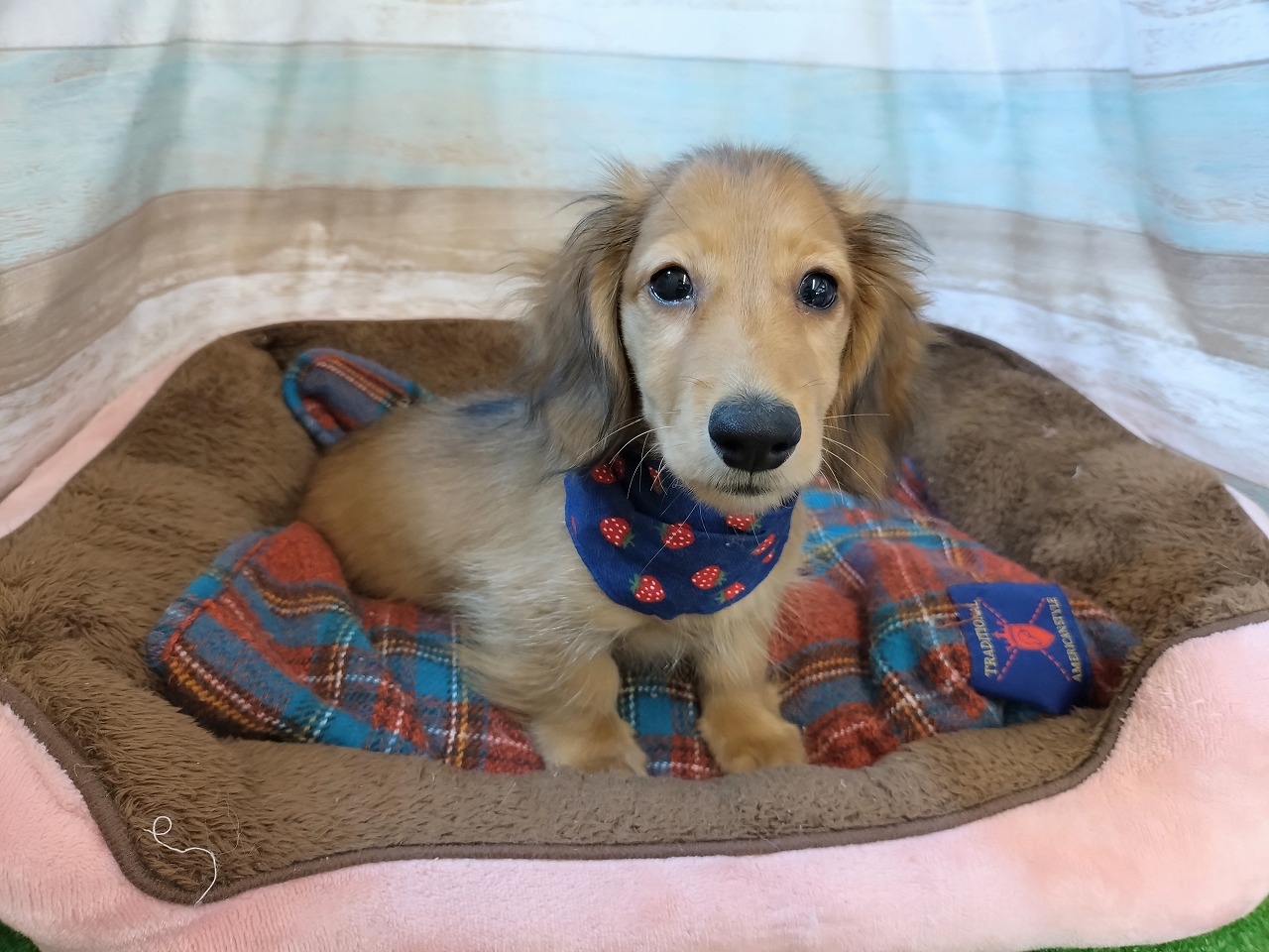 群馬県のミニチュアダックスフンド(ロング) (ペッツワン青柳店/2025年11月9日生まれ/男の子/シェーデットイエロー)の子犬の2枚目の画像