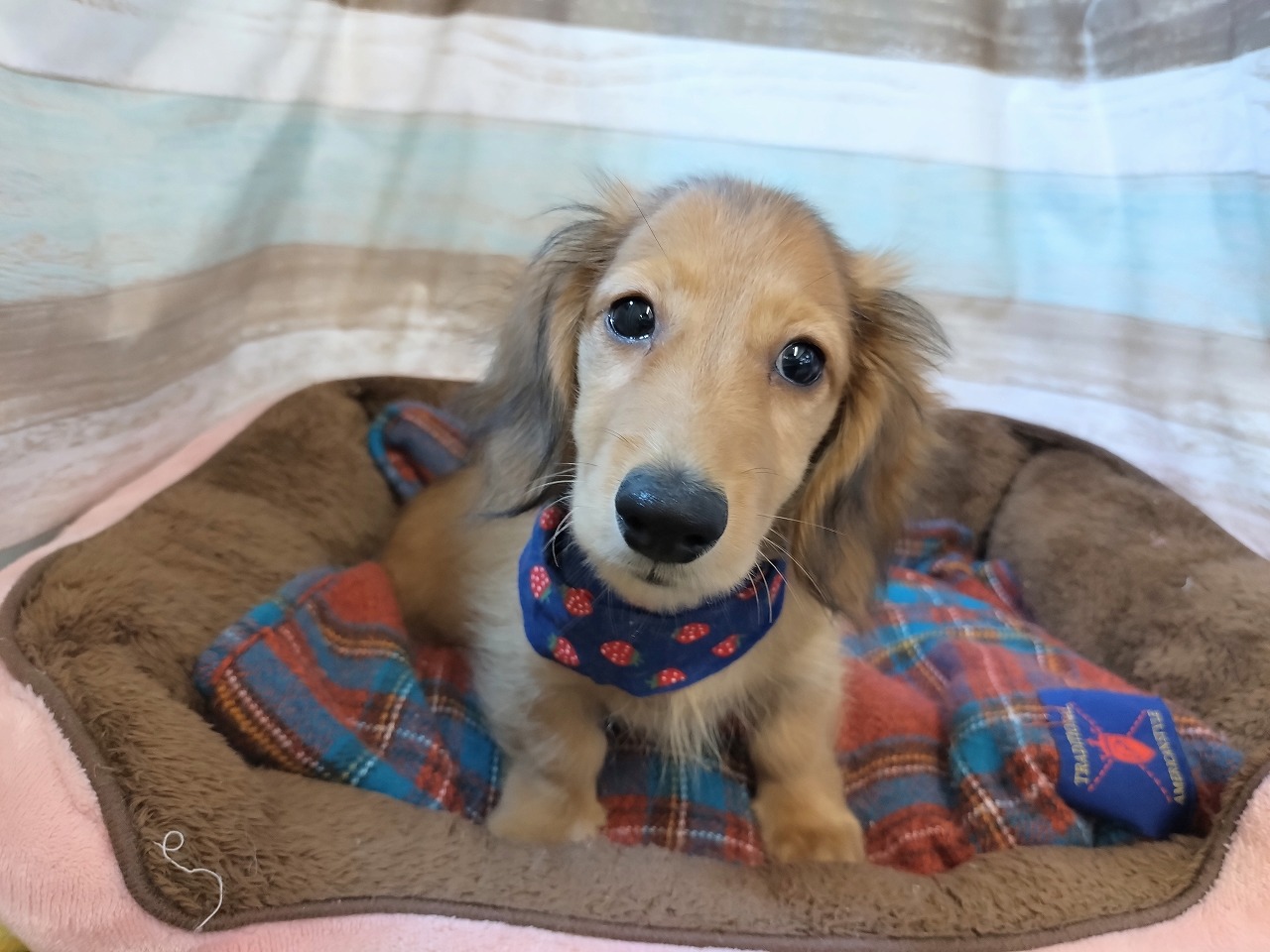 群馬県のミニチュアダックスフンド(ロング) (ペッツワン青柳店/2025年11月9日生まれ/男の子/シェーデットイエロー)の子犬の1枚目の画像