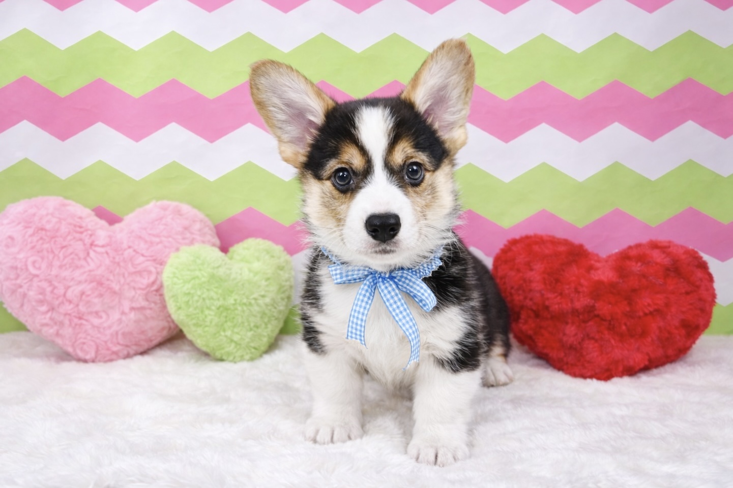 兵庫県のウェルシュコーギーペンブローク (ペッツワン神戸深江浜店/2026年1月3日生まれ/男の子/ブラックタンホワイト)の子犬の1枚目の画像