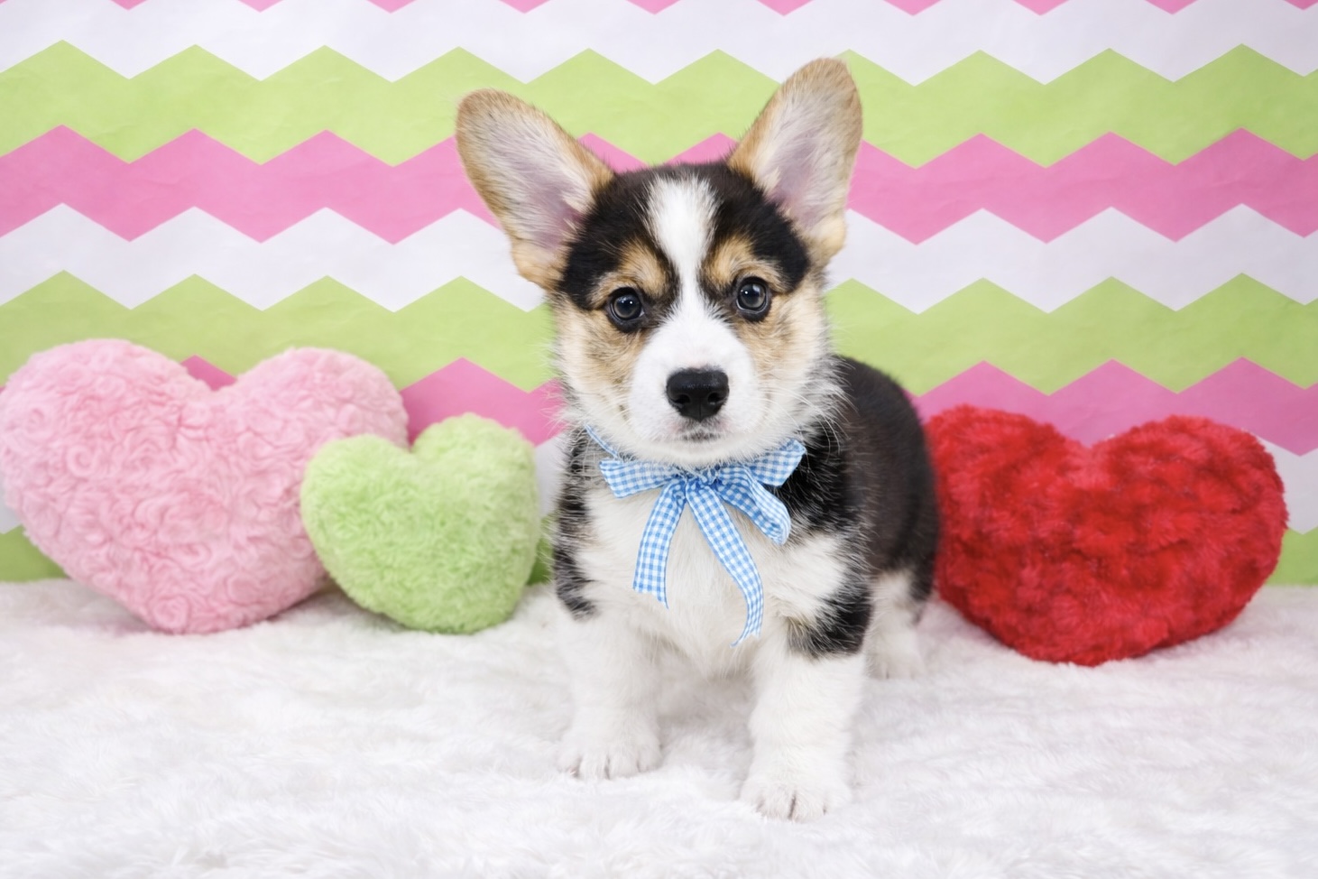 兵庫県のウェルシュコーギーペンブローク (ペッツワン神戸深江浜店/2026年1月3日生まれ/男の子/ブラックタンホワイト)の子犬の2枚目の画像