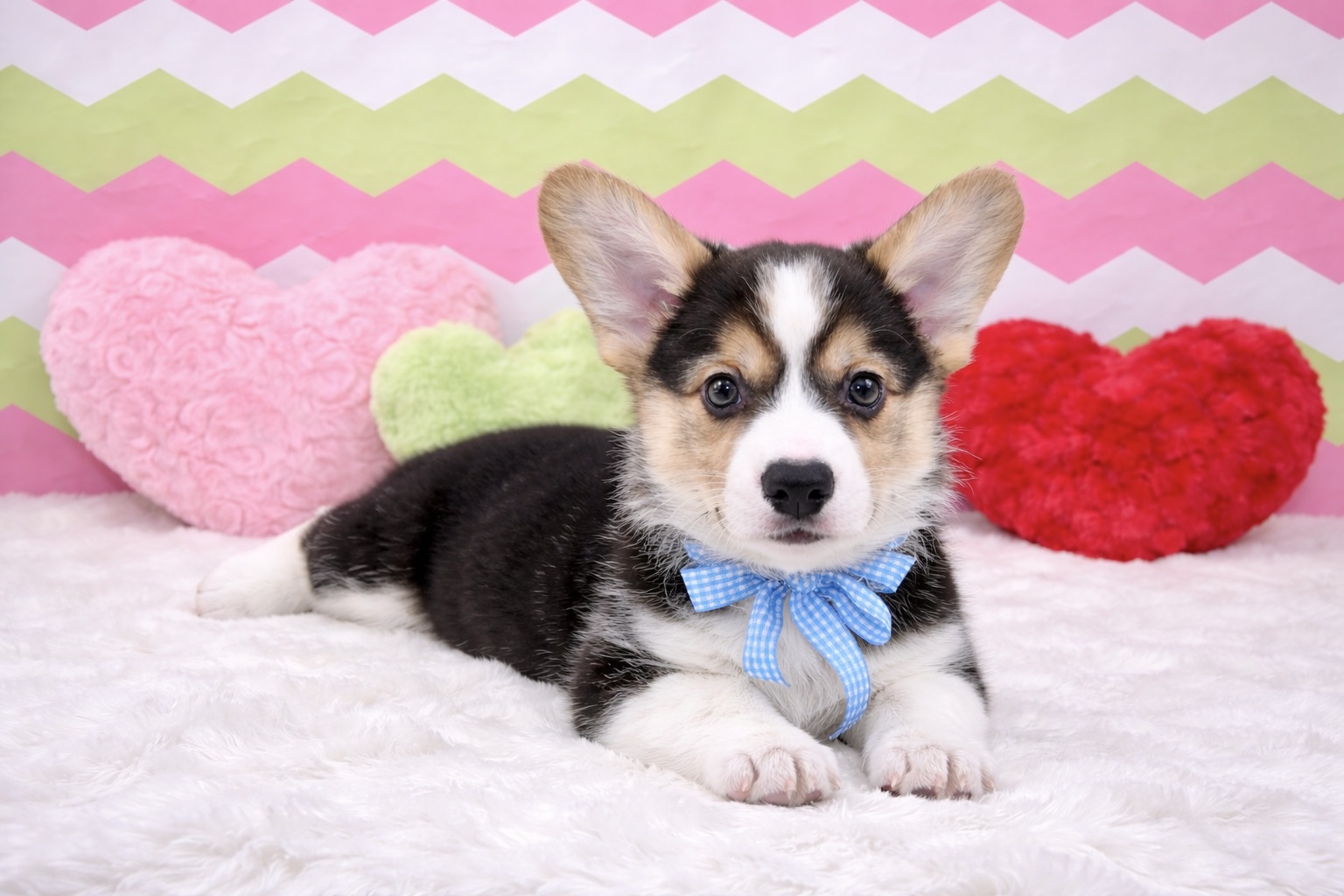 兵庫県のウェルシュコーギーペンブローク (ペッツワン神戸深江浜店/2026年1月3日生まれ/男の子/ブラックタンホワイト)の子犬の3枚目の画像