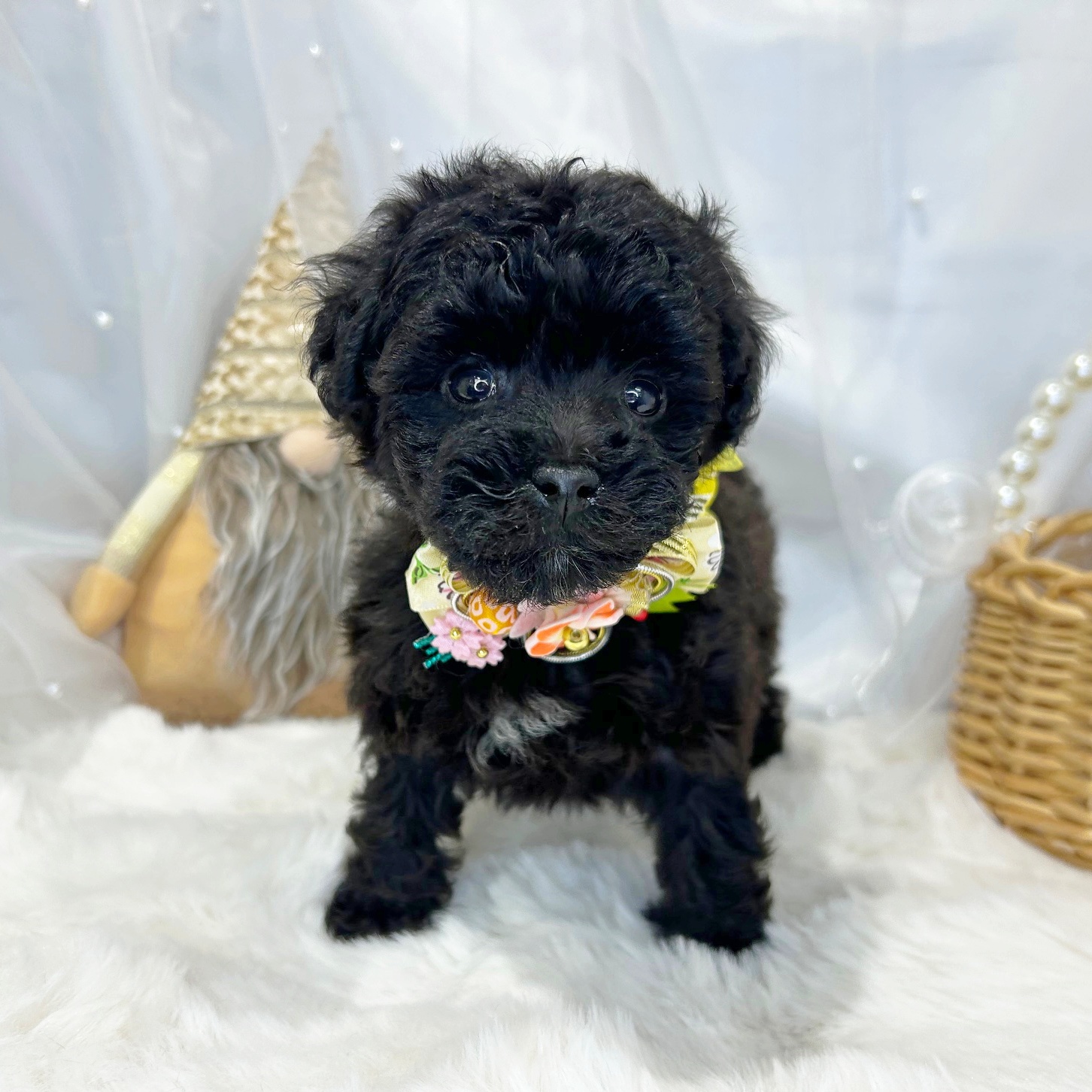 滋賀県のトイプードル(トイ) (ペッツワン堅田店/2026年1月1日生まれ/女の子/ブラック)の子犬の1枚目の画像