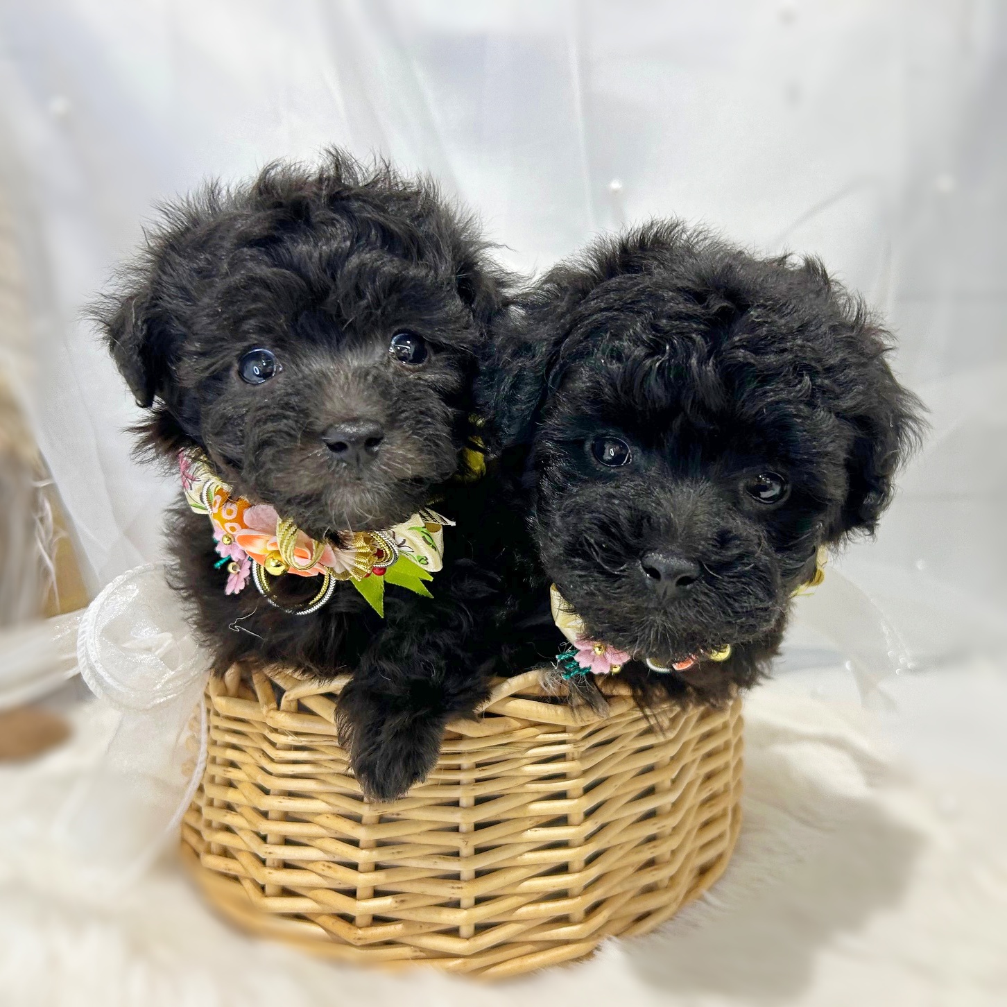 滋賀県のトイプードル(トイ) (ペッツワン堅田店/2026年1月1日生まれ/女の子/ブラック)の子犬の3枚目の画像