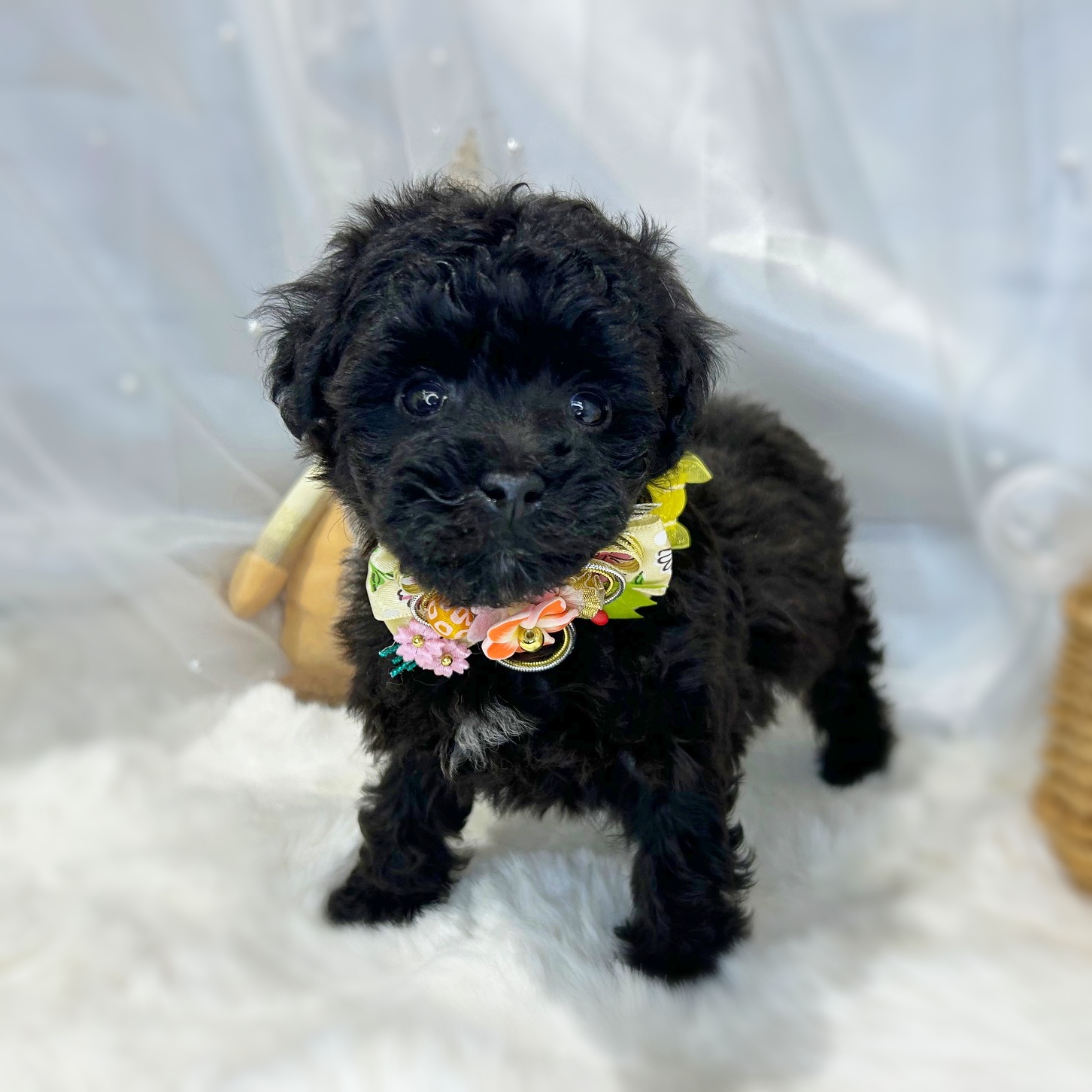 滋賀県のトイプードル(トイ) (ペッツワン堅田店/2026年1月1日生まれ/女の子/ブラック)の子犬の2枚目の画像