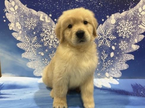 群馬県のゴールデンレトリバー (ペッツワン前橋小島田店/2025年12月12日生まれ/男の子/クリーム)の子犬