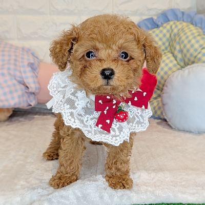 京都府のトイプードル(トイ) (ペッツワン亀岡店/2025年12月30日生まれ/男の子/レッドフォーン)の子犬