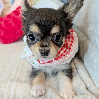 京都府のチワワ(ロング) (ペッツワン亀岡店/2026年1月1日生まれ/男の子/ブラックタンホワイト)の子犬の3枚目の画像