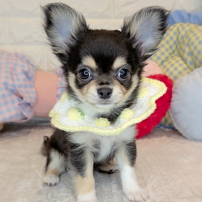 京都府のチワワ(ロング) (ペッツワン亀岡店/2026年1月1日生まれ/男の子/ブラックタンホワイト)の子犬の1枚目の画像