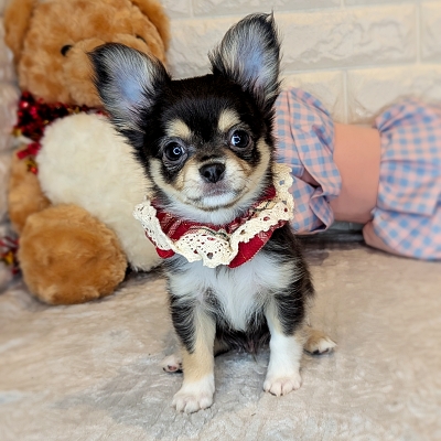 京都府のチワワ(ロング) (ペッツワン亀岡店/2026年1月1日生まれ/男の子/ブラックタンホワイト)の子犬の2枚目の画像