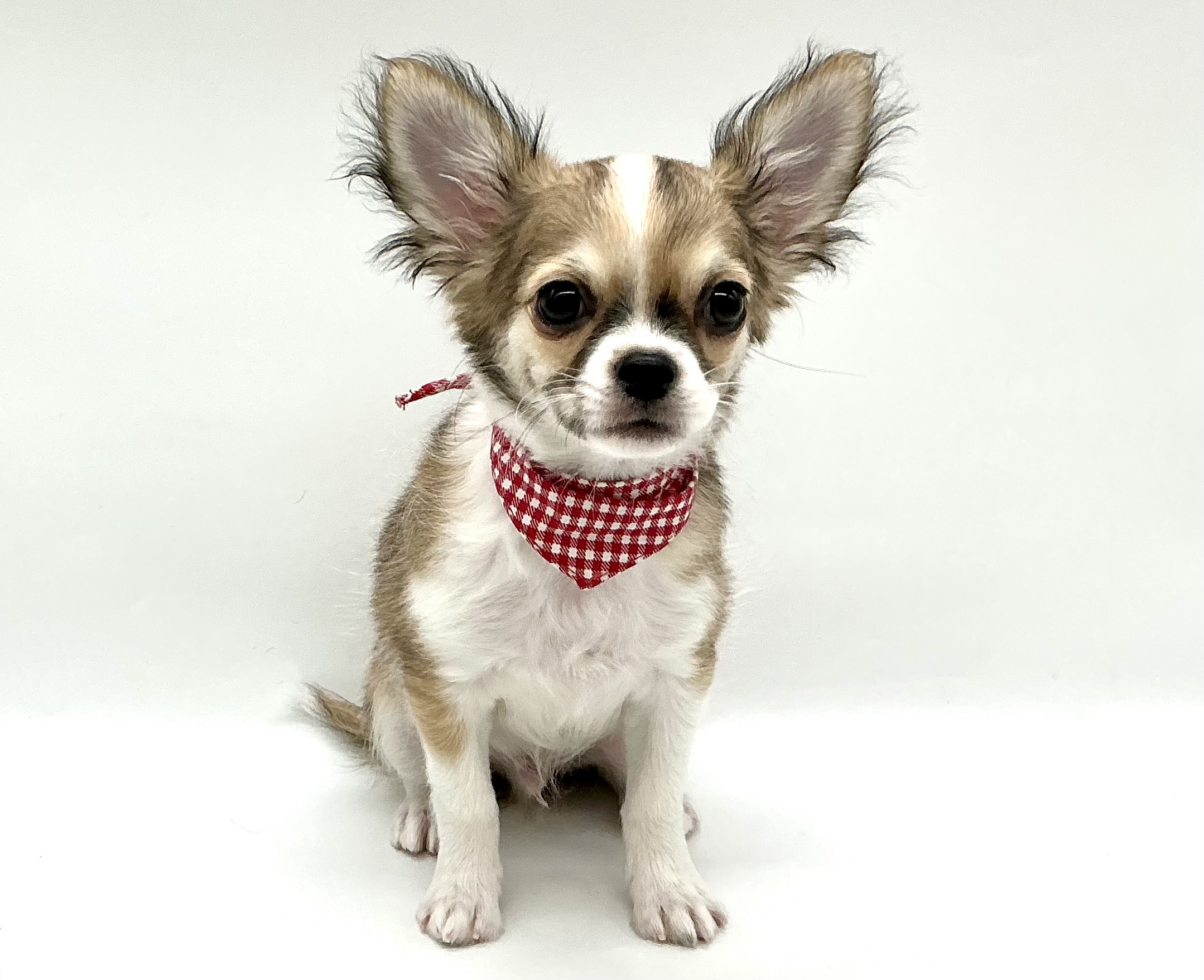 埼玉県のチワワ(ロング) (ペッツワン鶴ヶ島店/2025年11月8日生まれ/男の子/レッドホワイト)の子犬の1枚目の画像