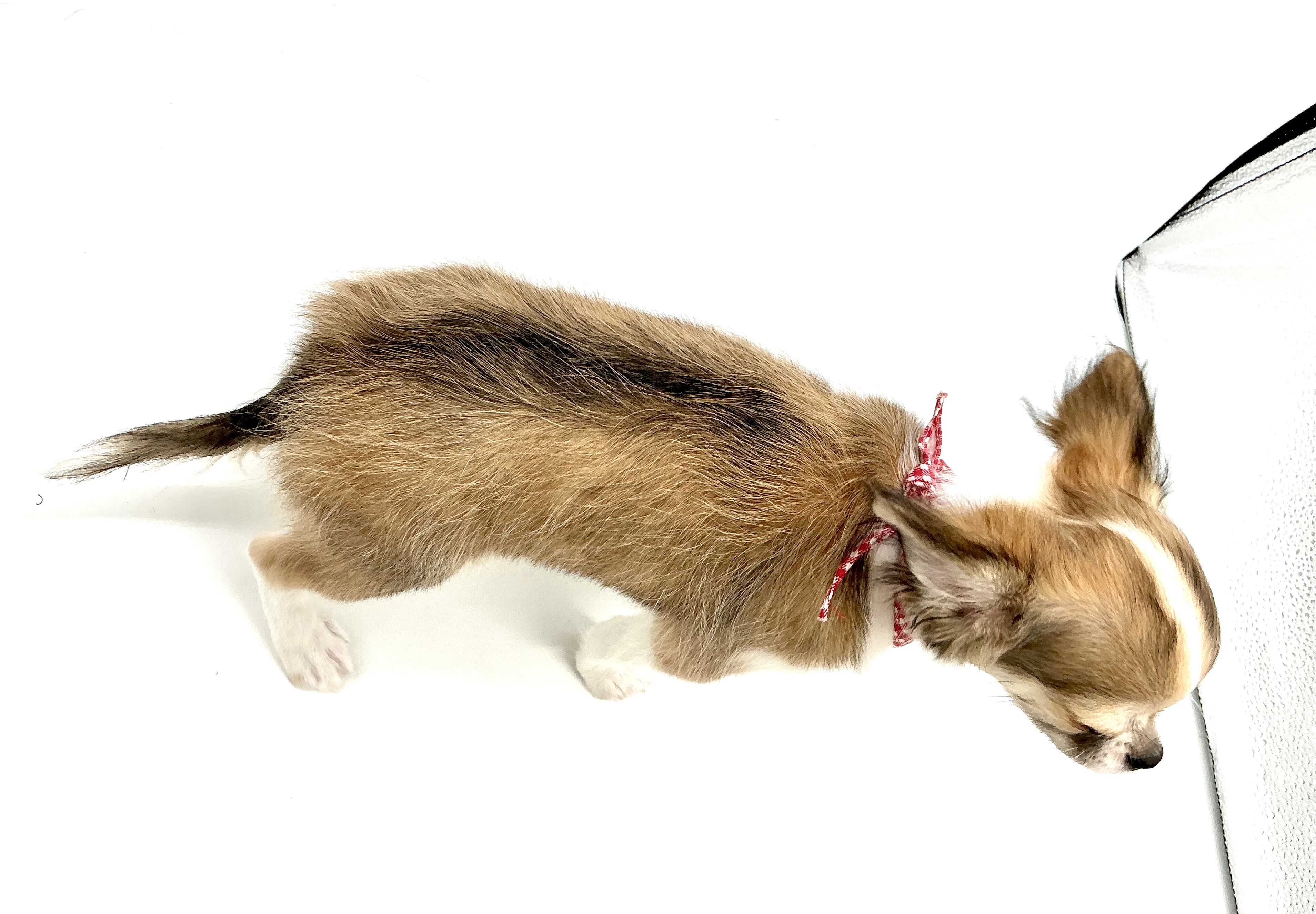 埼玉県のチワワ(ロング) (ペッツワン鶴ヶ島店/2025年11月8日生まれ/男の子/レッドホワイト)の子犬の3枚目の画像