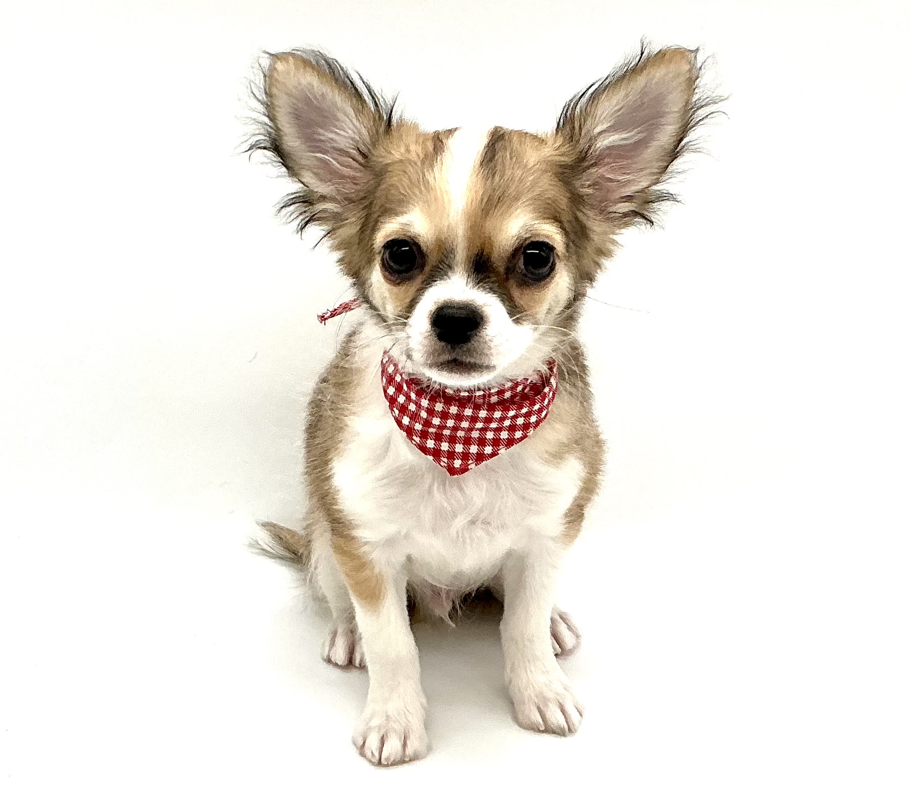 埼玉県のチワワ(ロング) (ペッツワン鶴ヶ島店/2025年11月8日生まれ/男の子/レッドホワイト)の子犬の2枚目の画像