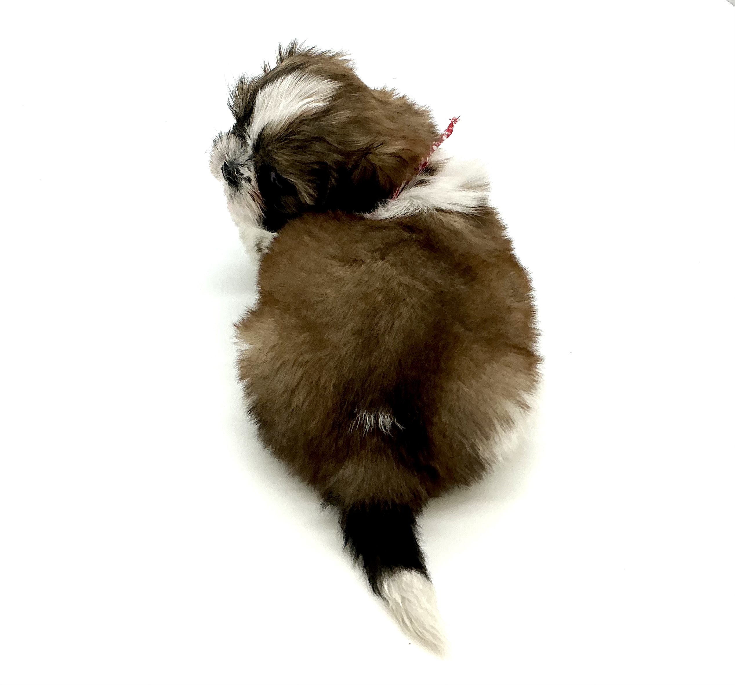 埼玉県のシーズー (ペッツワン鶴ヶ島店/2026年1月3日生まれ/男の子/ゴールドホワイト)の子犬の3枚目の画像