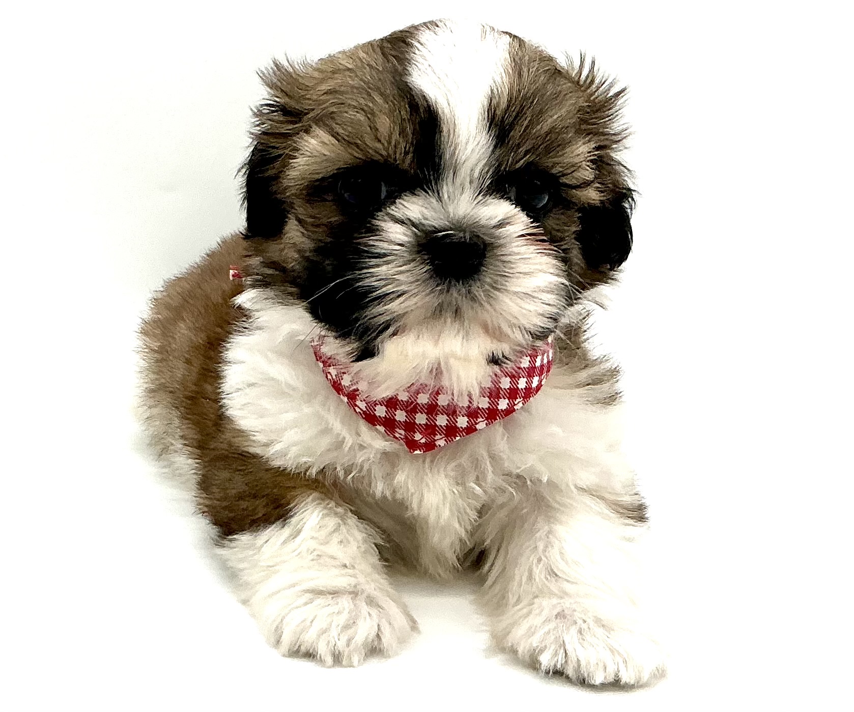 埼玉県のシーズー (ペッツワン鶴ヶ島店/2026年1月3日生まれ/男の子/ゴールドホワイト)の子犬の2枚目の画像