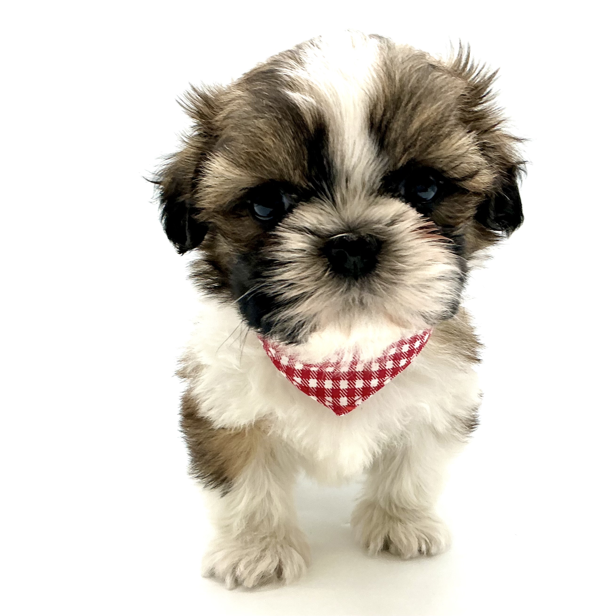 埼玉県のシーズー (ペッツワン鶴ヶ島店/2026年1月3日生まれ/男の子/ゴールドホワイト)の子犬の1枚目の画像