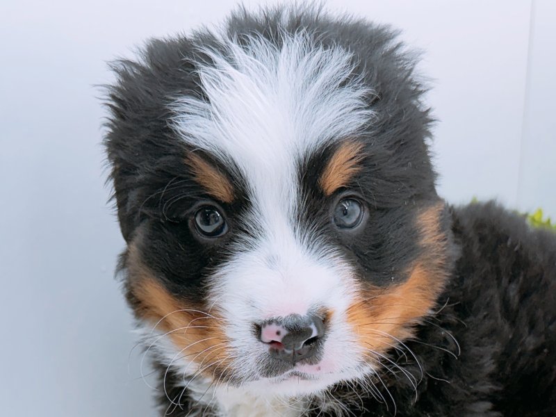愛知県のバーニーズマウンテンドッグ (ペッツワン小牧店/2026年1月3日生まれ/男の子/ブラックラストホワイト)の子犬