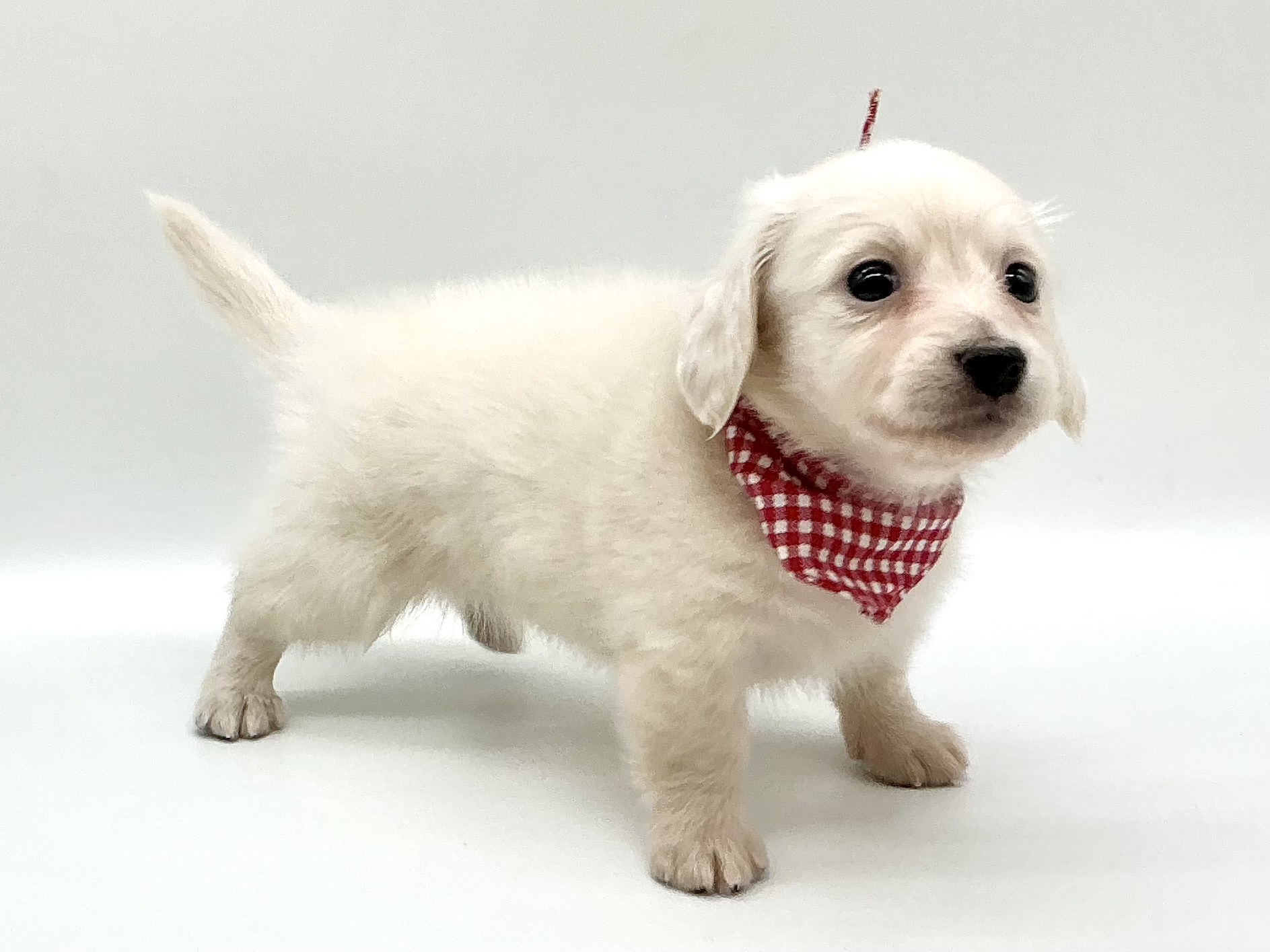 埼玉県のミニチュアダックスフンド(ロング) (ペッツワン鶴ヶ島店/2026年1月5日生まれ/男の子/イエロー)の子犬の3枚目の画像