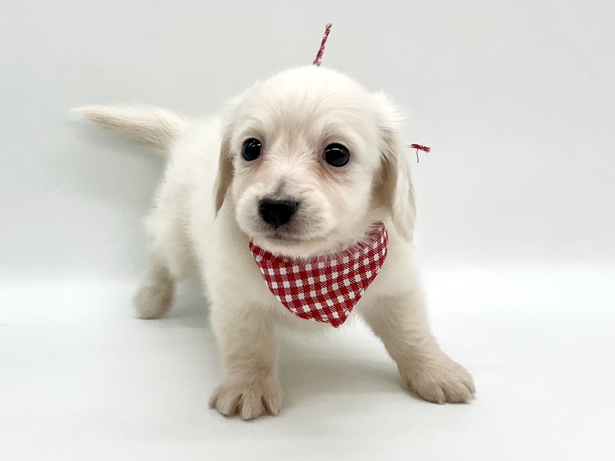 埼玉県のミニチュアダックスフンド(ロング) (ペッツワン鶴ヶ島店/2026年1月5日生まれ/男の子/イエロー)の子犬の2枚目の画像