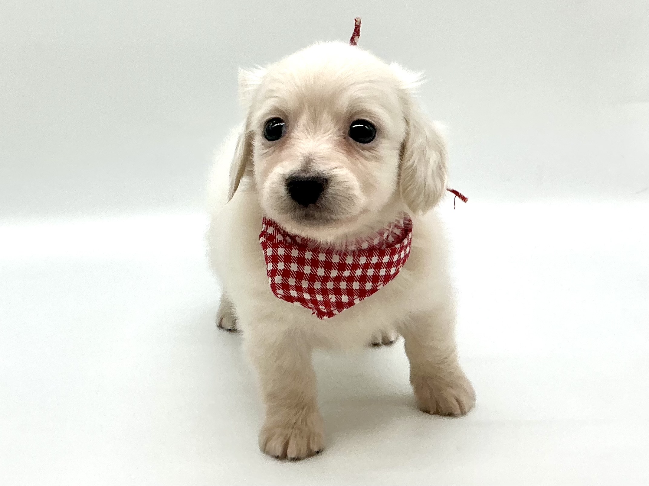 埼玉県のミニチュアダックスフンド(ロング) (ペッツワン鶴ヶ島店/2026年1月5日生まれ/男の子/イエロー)の子犬の1枚目の画像