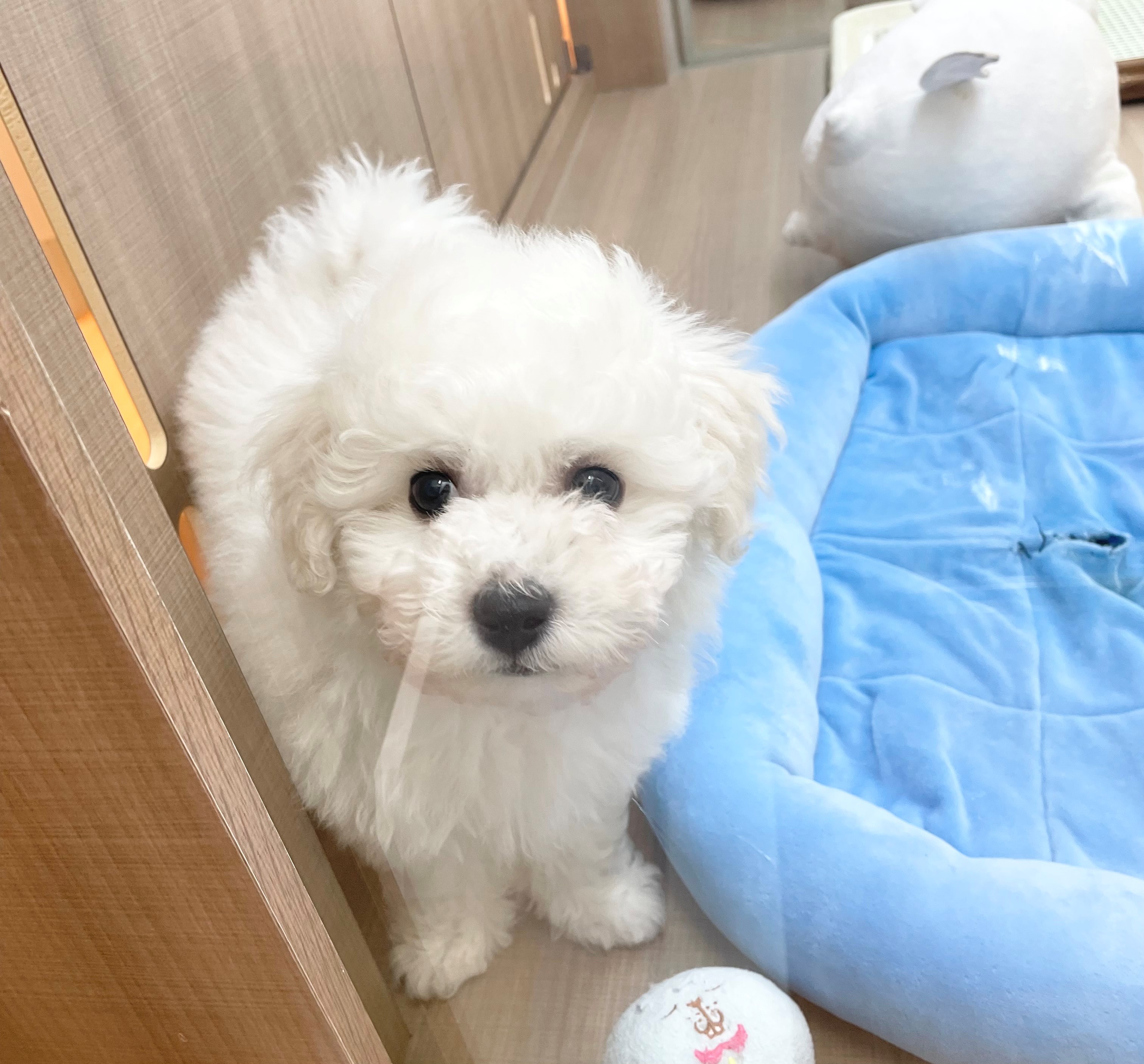 岐阜県のビションフリーゼ (ペッツワン可児店/2025年12月8日生まれ/男の子/ホワイト)の子犬の3枚目の画像