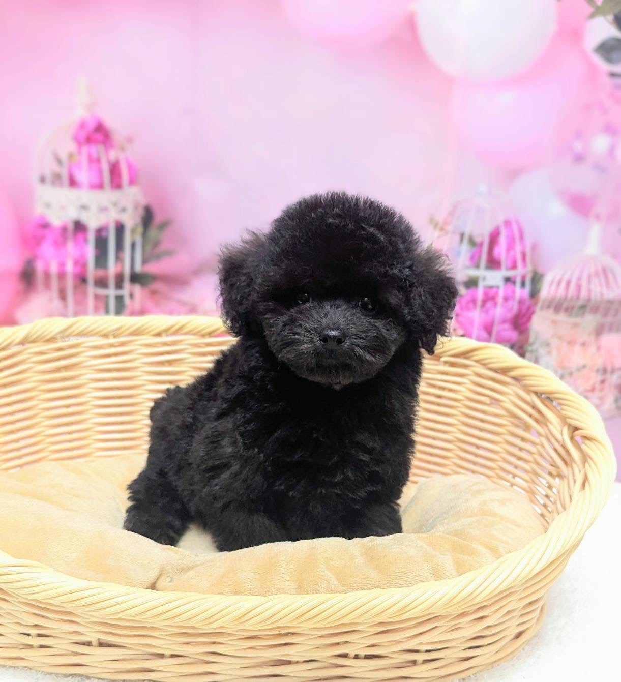 岡山県のトイプードル(トイ) (ペッツワンFC津山店/2025年12月2日生まれ/男の子/ブラック)の子犬